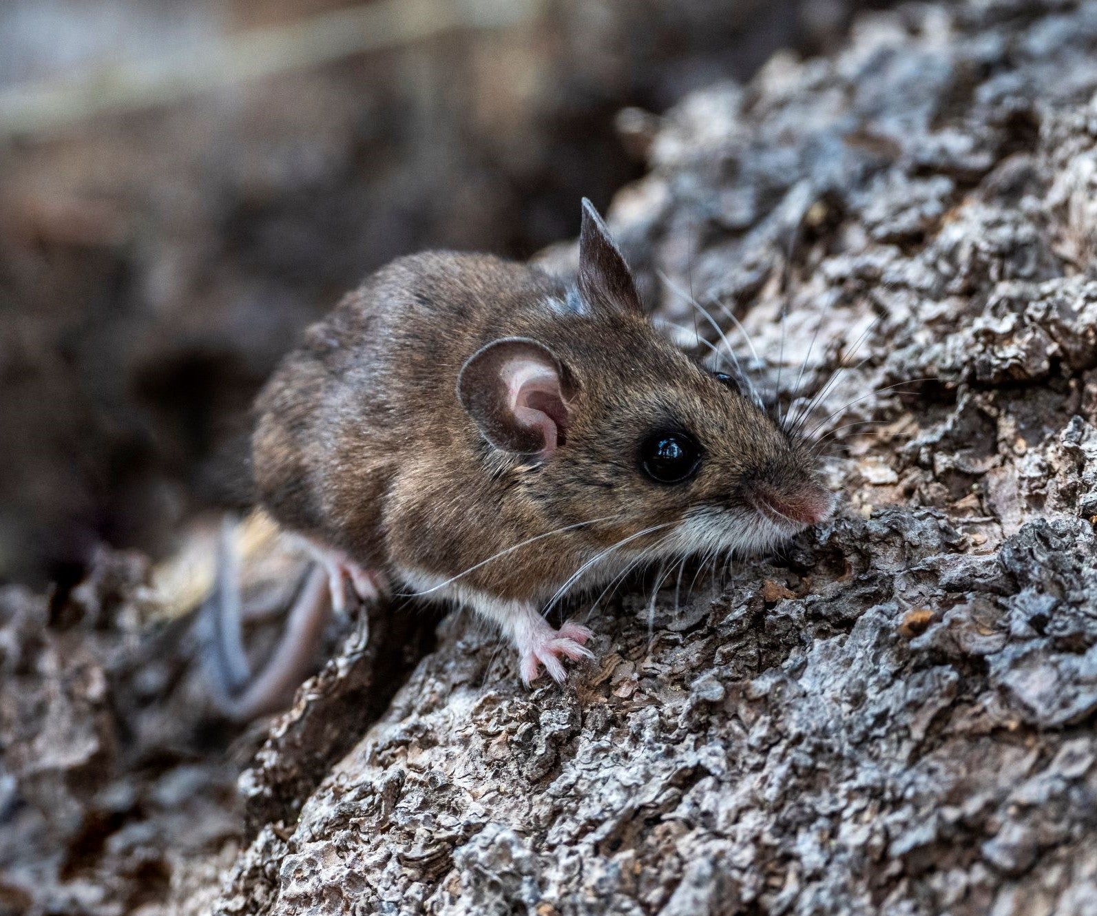 El hantavirus es un virus que se propaga a la orina, las heces o la saliva de los roedores salvajes. Incluyen ratones de ciervo que difunden el hantavirus