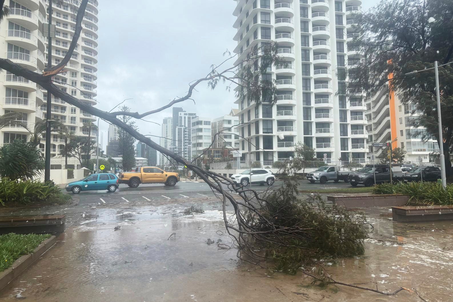 A tree lies fallen on the beach front following cyclone Alfred on the Gold Coast