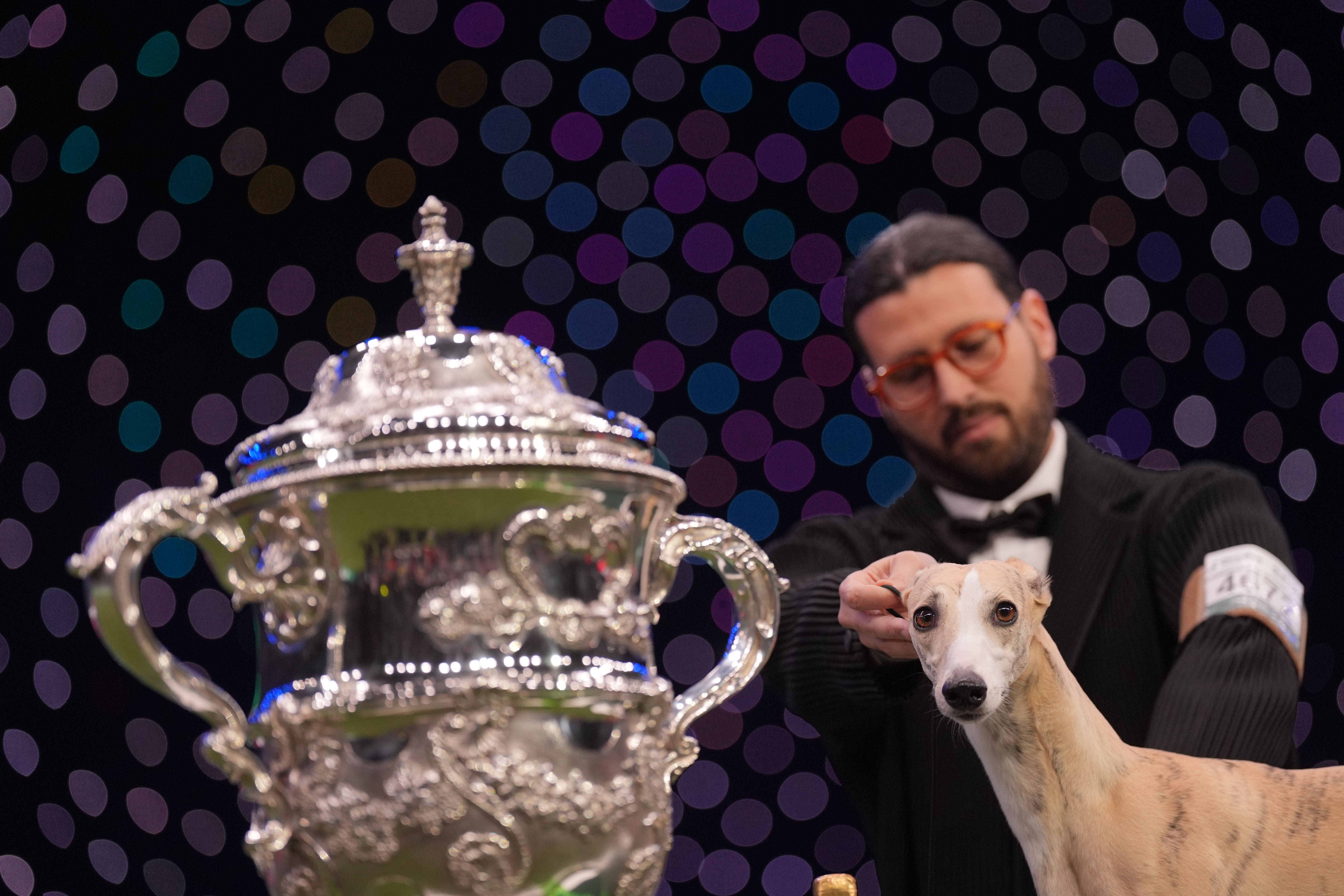 Whippet Miuccia, winner of the Best in Show final at the Crufts Dog Show (Joe Giddens/PA)