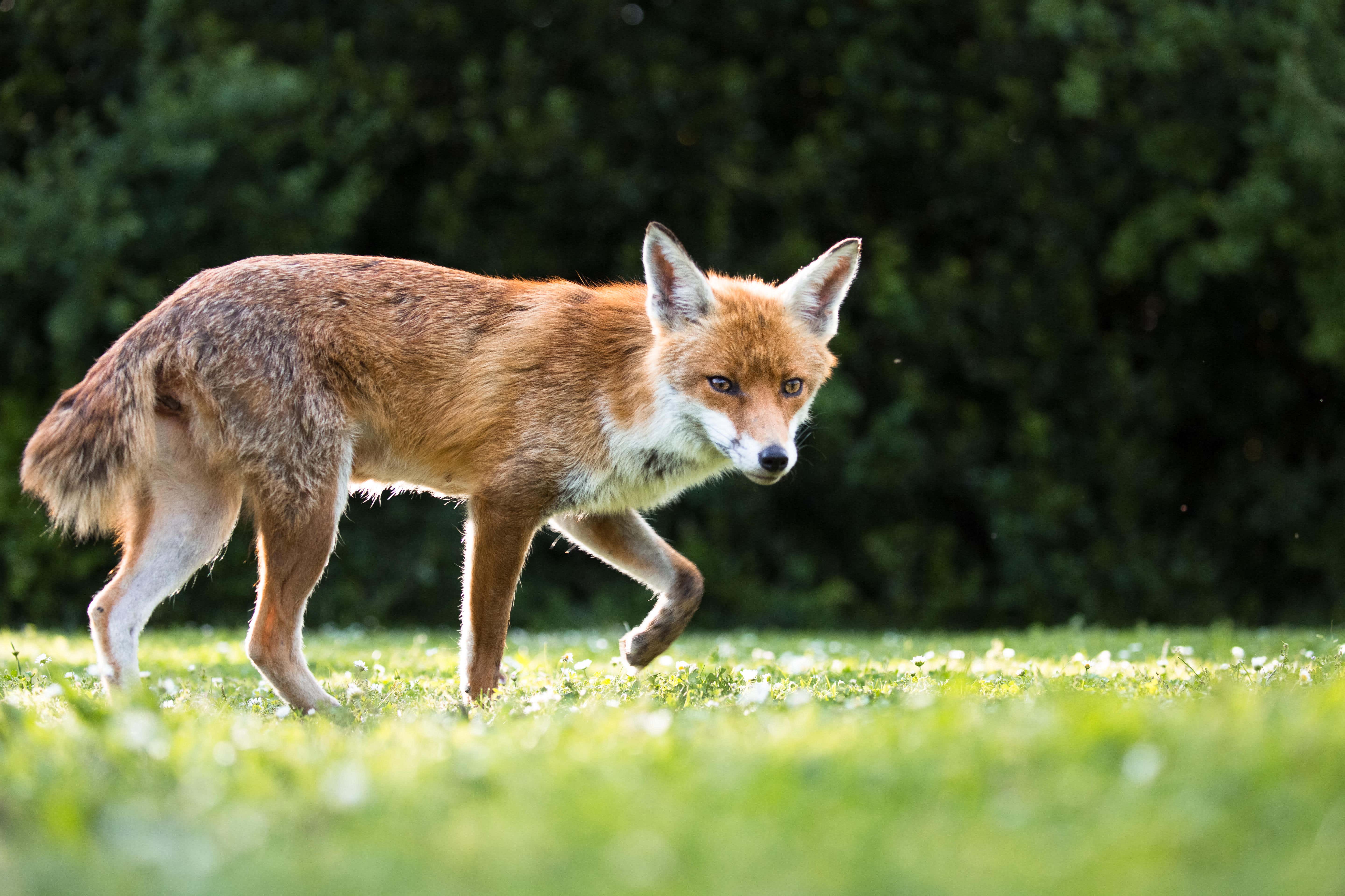 The study found that human food made up 16% of the urban fox diet, while pet food accounted for 19% (Alamy/PA)