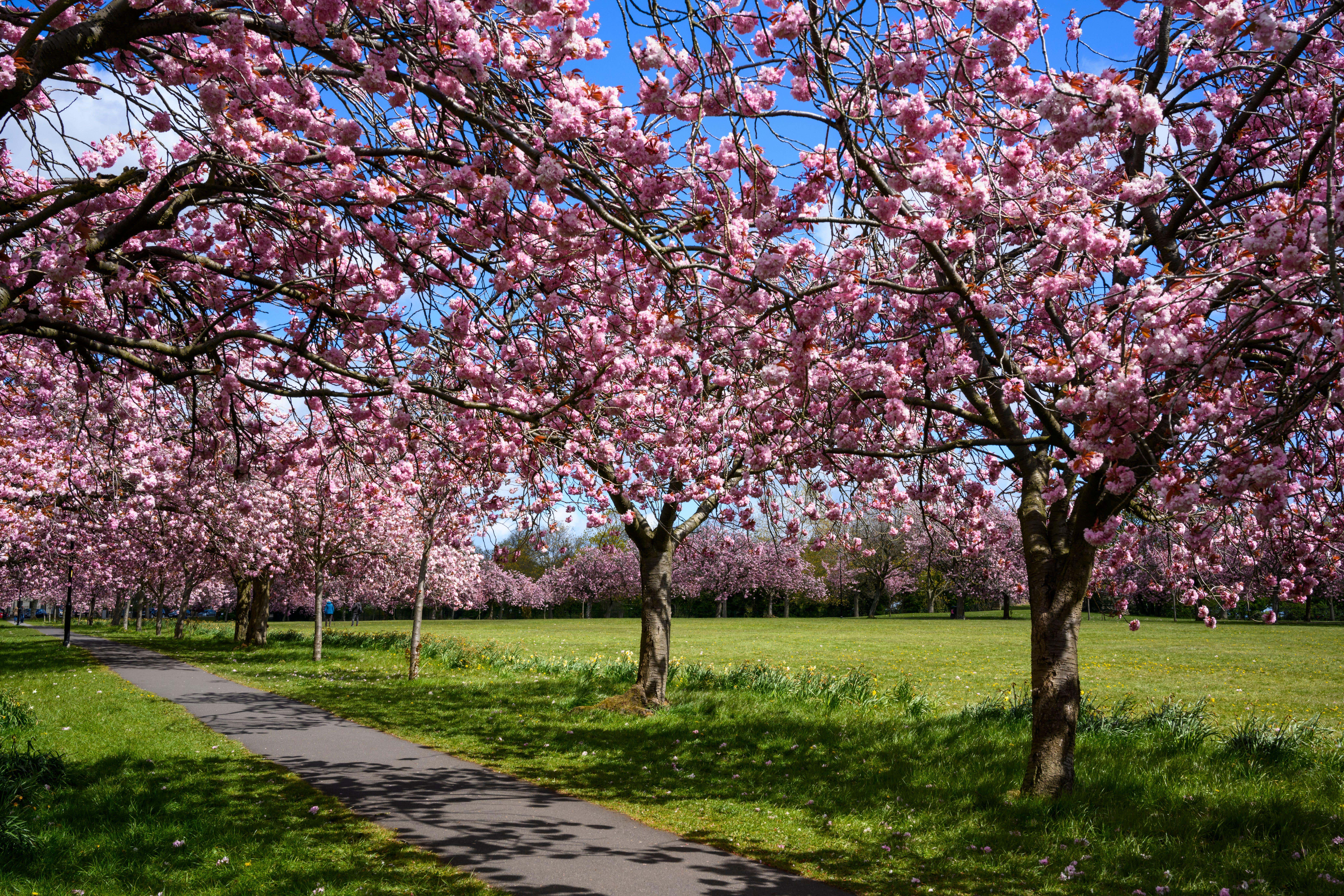 <p>Enjoy the true beauty of spring by growing a cherry blossom tree</p>