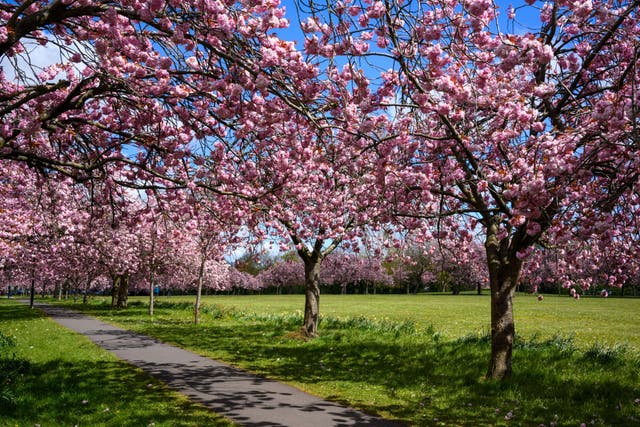 <p>Enjoy the true beauty of spring by growing a cherry blossom tree</p>