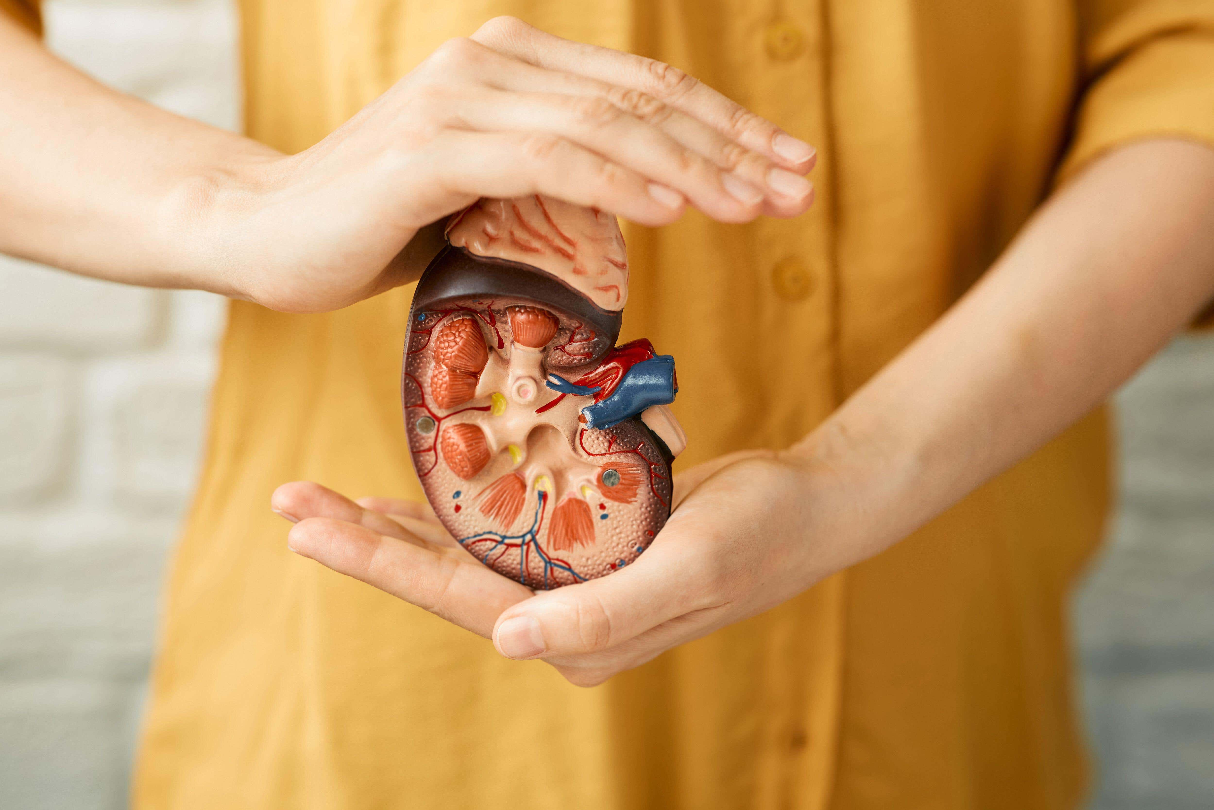 World Kidney Day is a global health awareness campaign focusing on the importance of the kidneys and reducing the frequency and impact of kidney disease and its associated health problems worldwide (Alamy/PA)