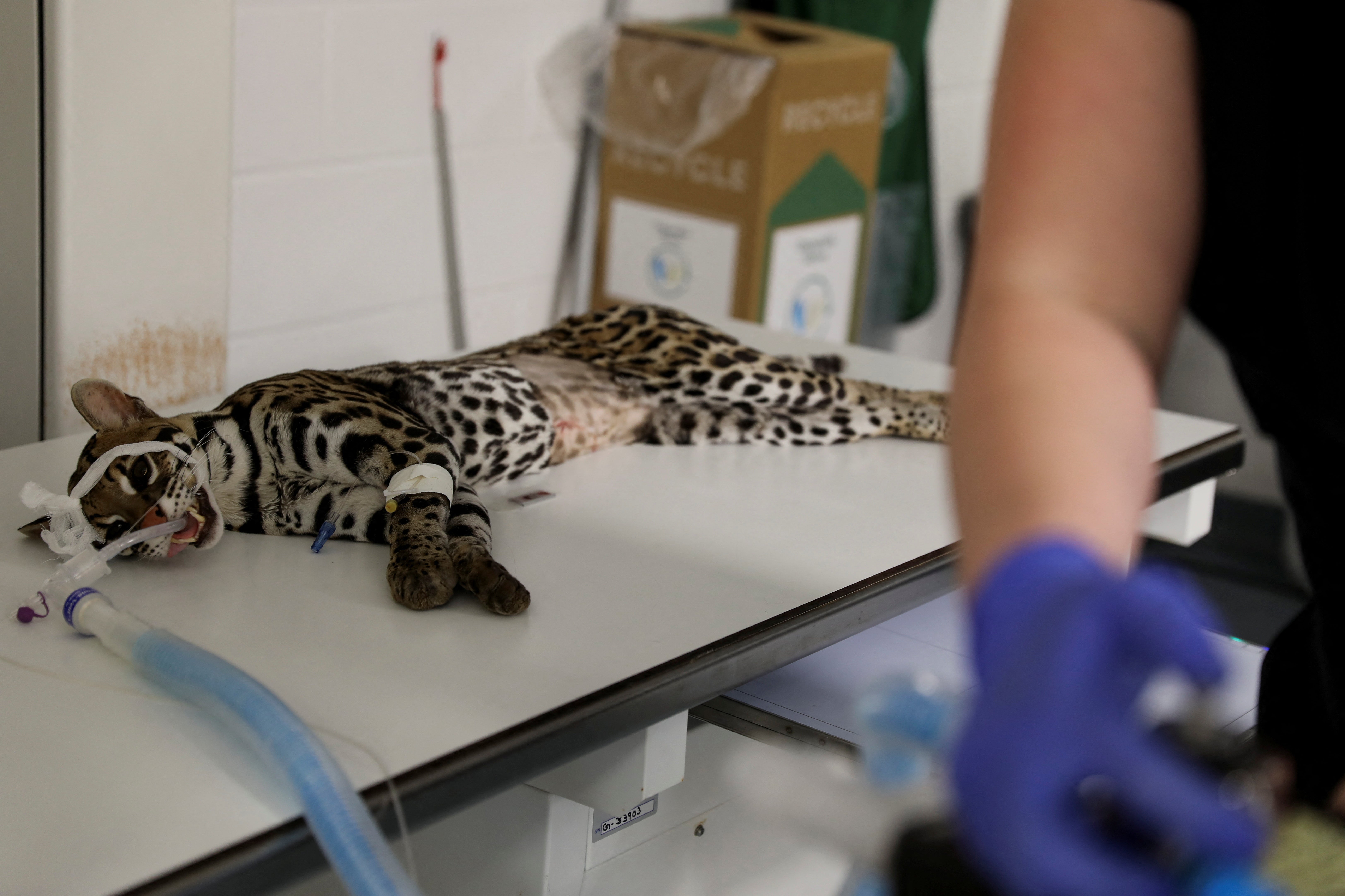 Milla, a five-year-old ocelot, recovers after undergoing an IVF procedure