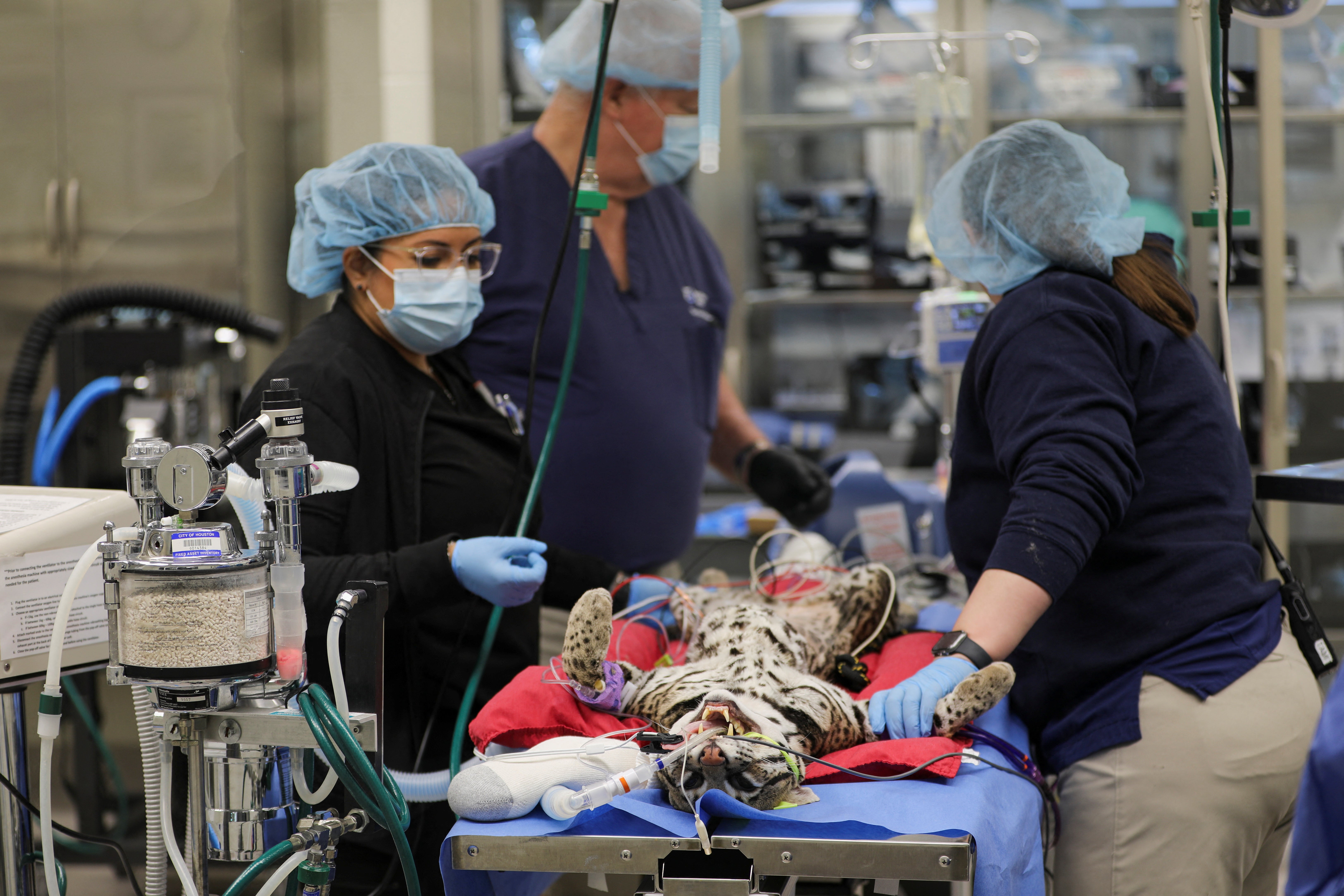 Genoveve, 12, is prepped for an artificial insemination procedure