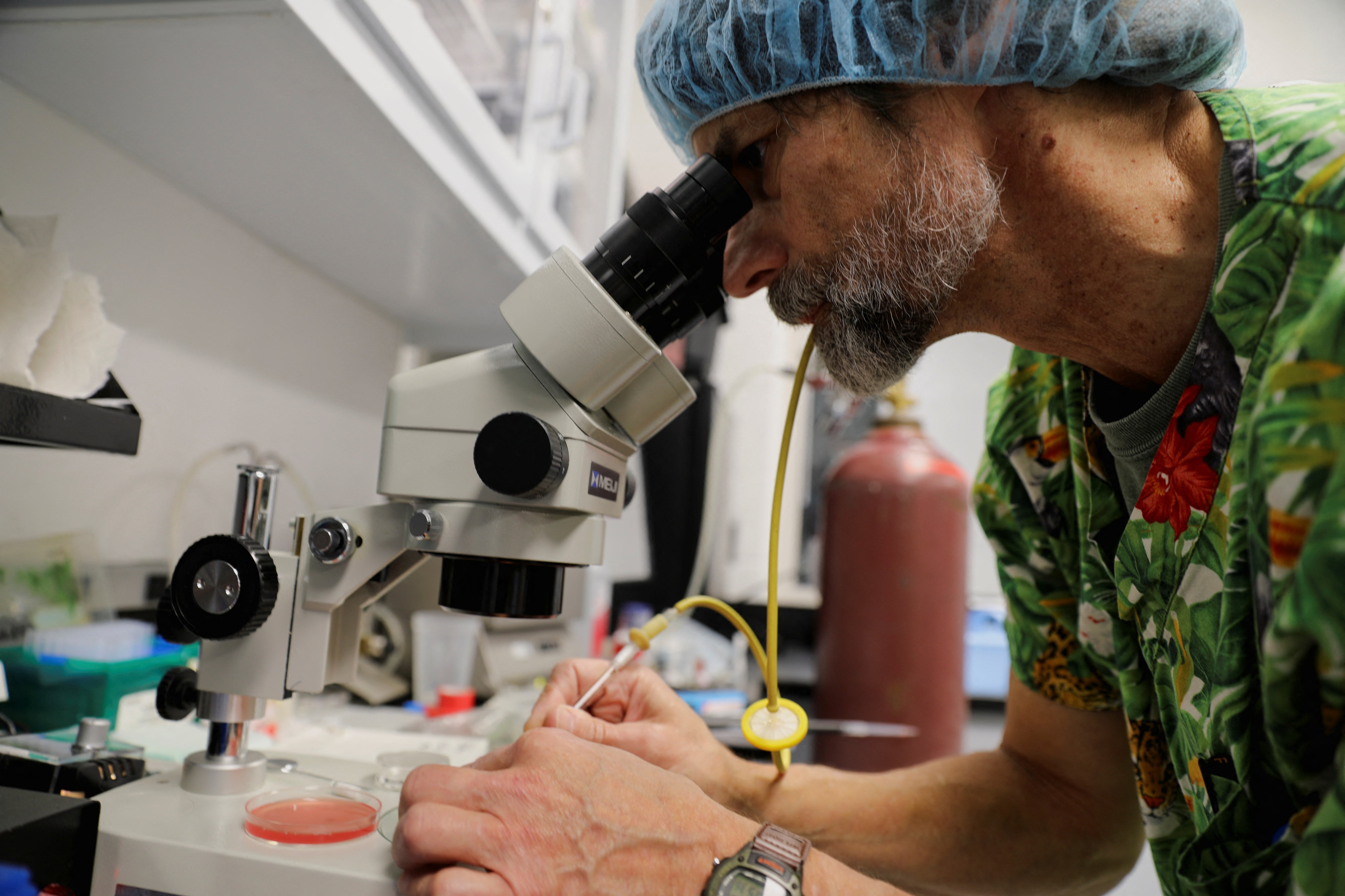 Dr Bill Swanson examines the eggs of a female ocelot