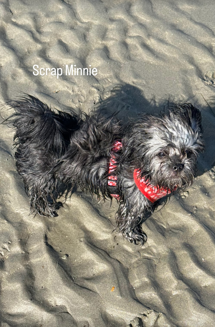 Amanda Holden’s puppy Minnie the Moocher