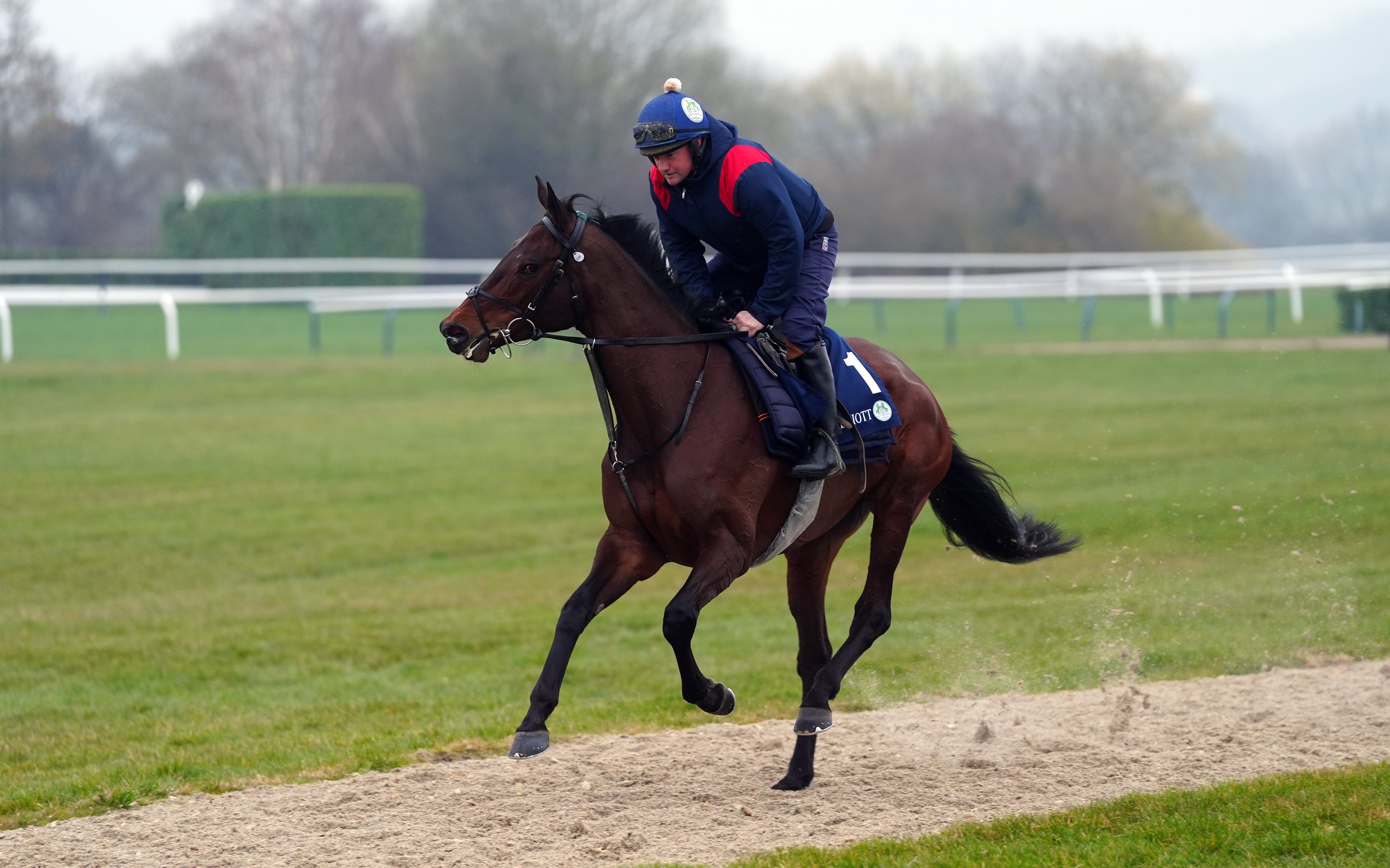 Brighterdaysahead on the gallops at Cheltenham Racecourse