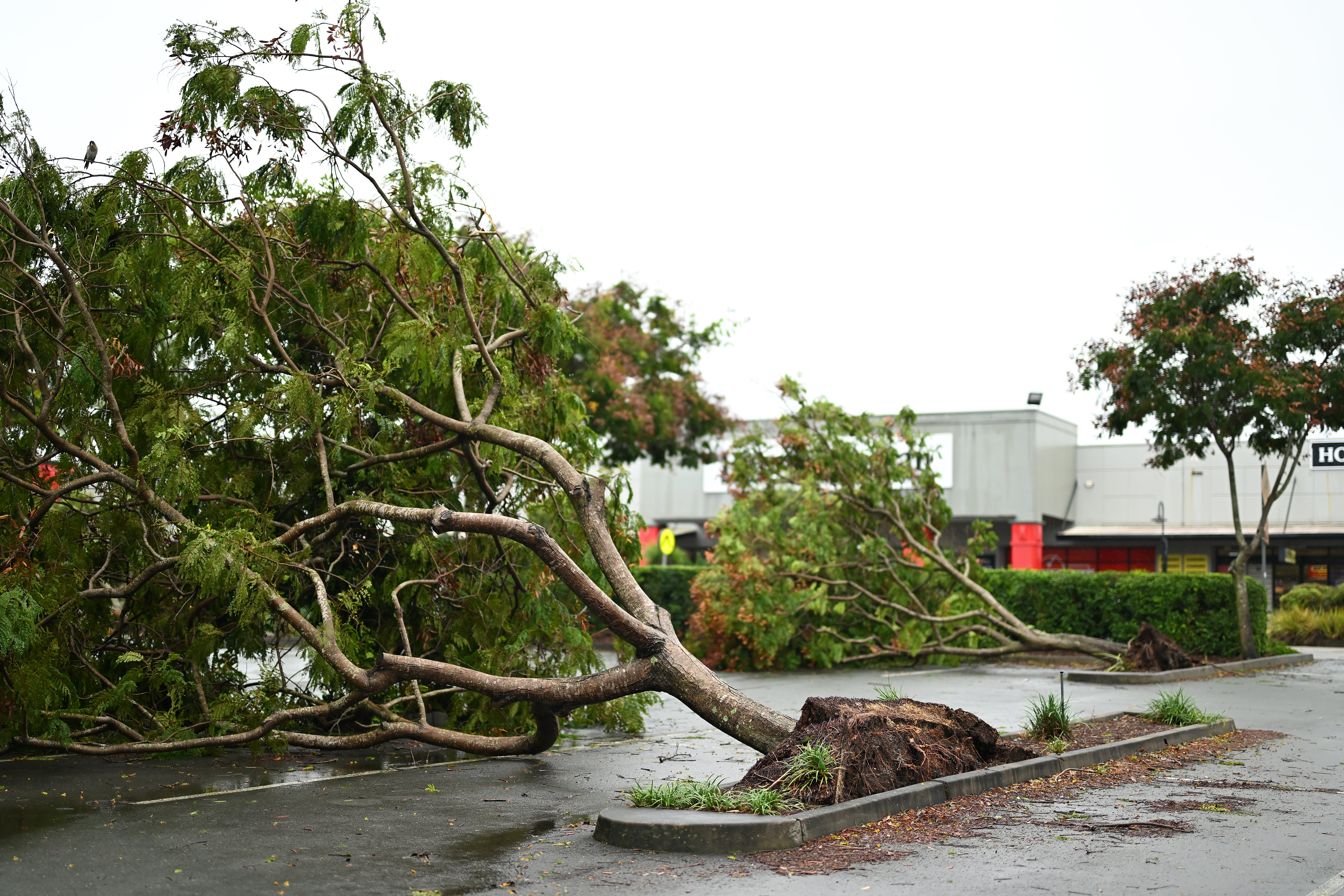 Fallen trees are seen at a retail precinct in the suburb of Everton Park on 10 March 2025 in Brisbane, Australia. Persistent flooding has raised concerns of water-borne diseases