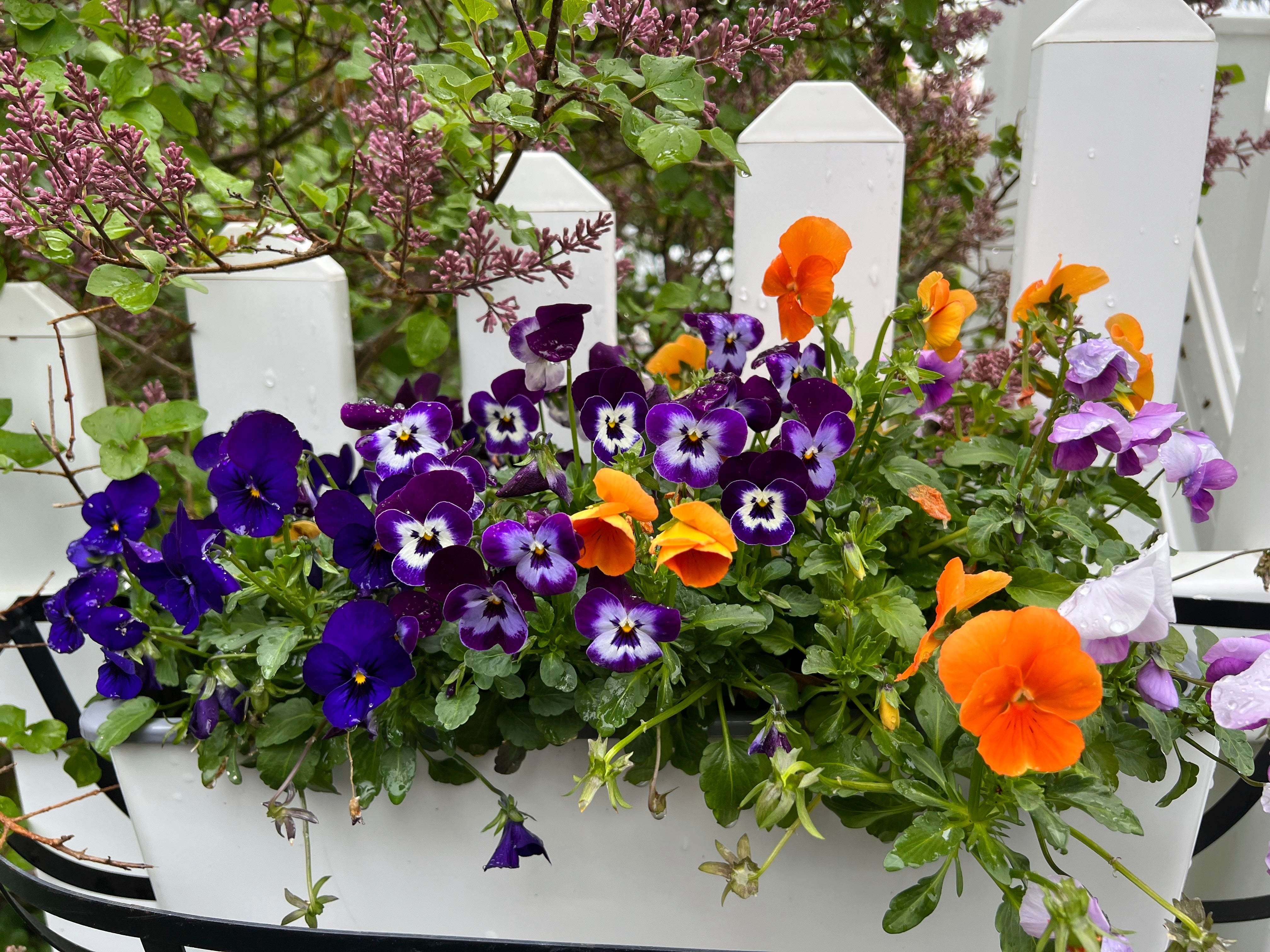 Gardening - Spring Checklist