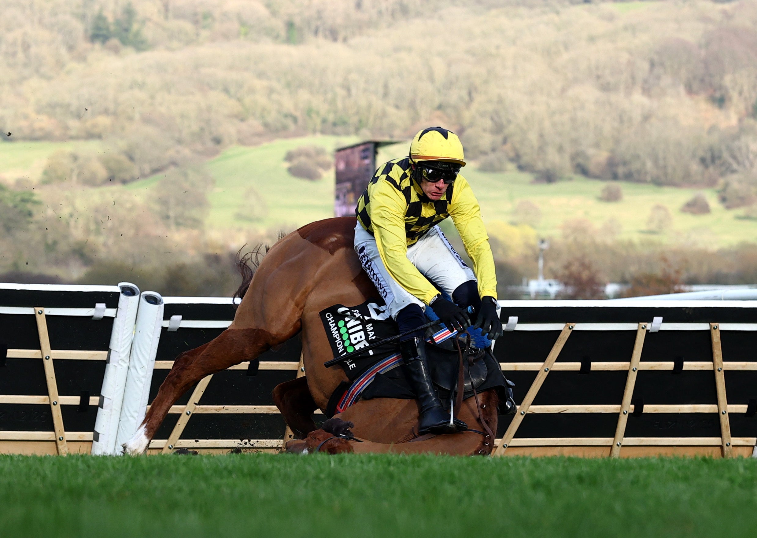 Cheltenham Festival LIVE: Day 1 results as Constitution Hill falls in Champion Hurdle; Day 2 tips and odds