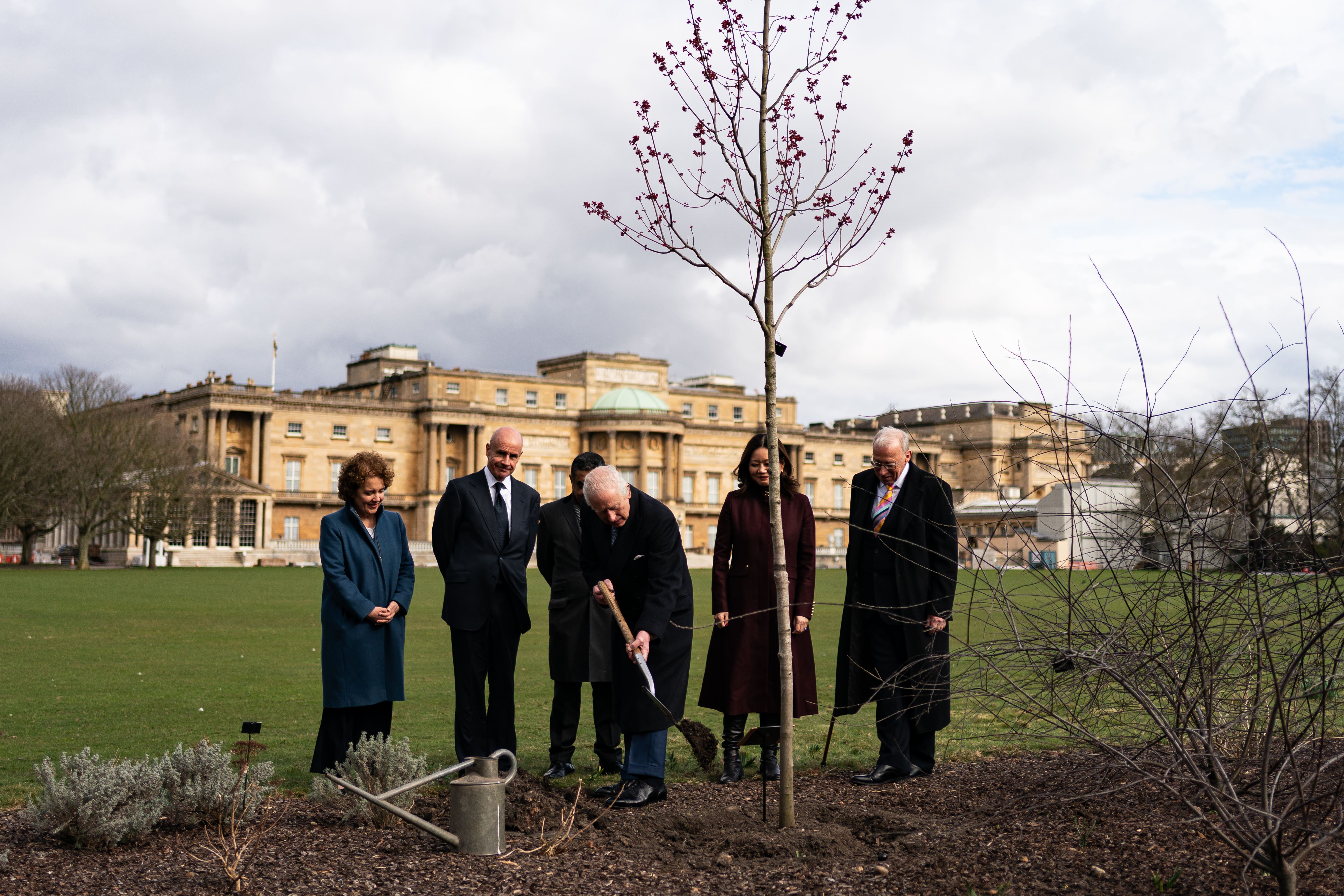 The King plants an Acer Rubrum ‘October Glory’ in the grounds of Buckingham Palace (Aaron Chown/PA)