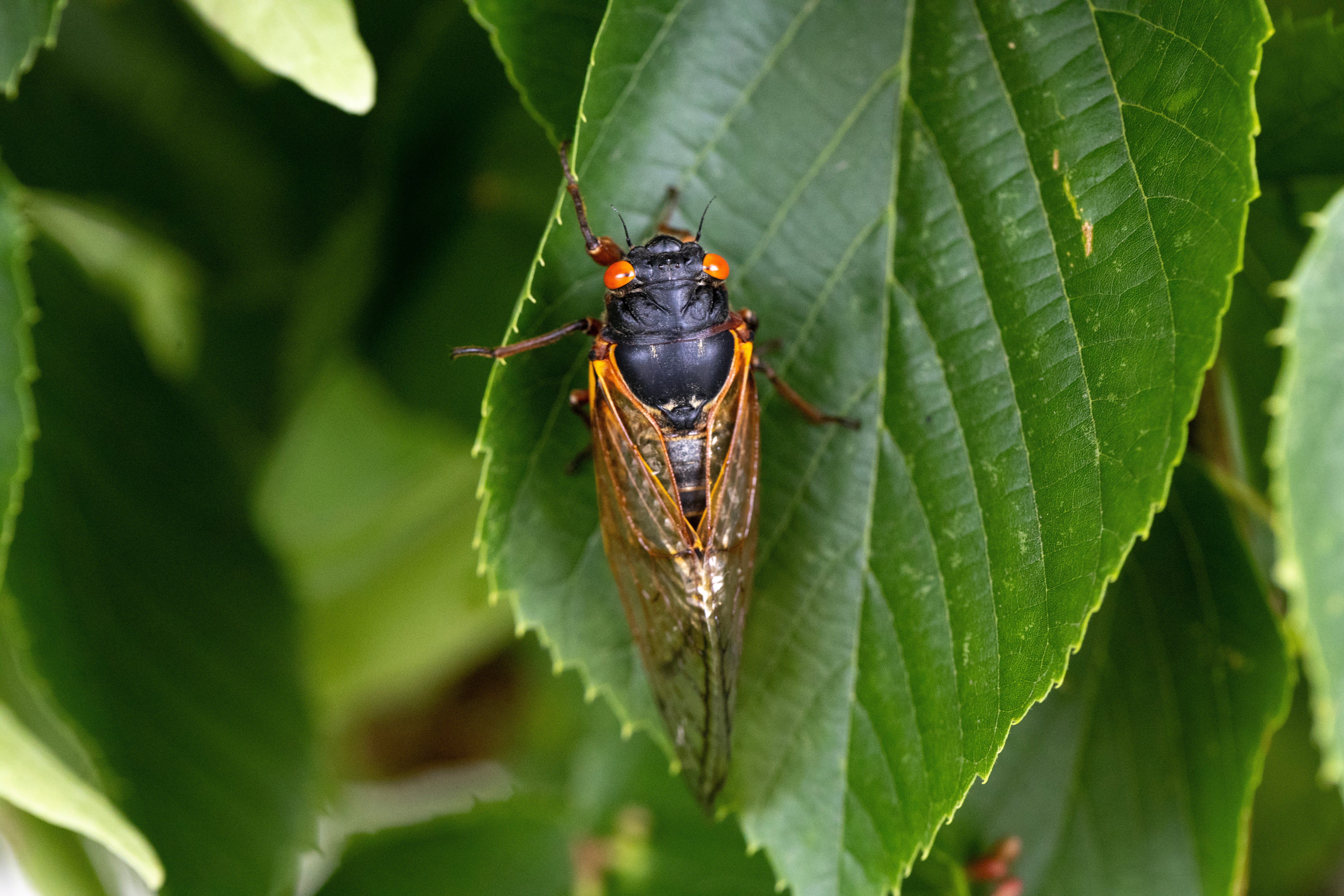 A cicada from a 17-year cicada brood clings to a leaf on May 29, 2024 in Park Ridge, Illinois.
