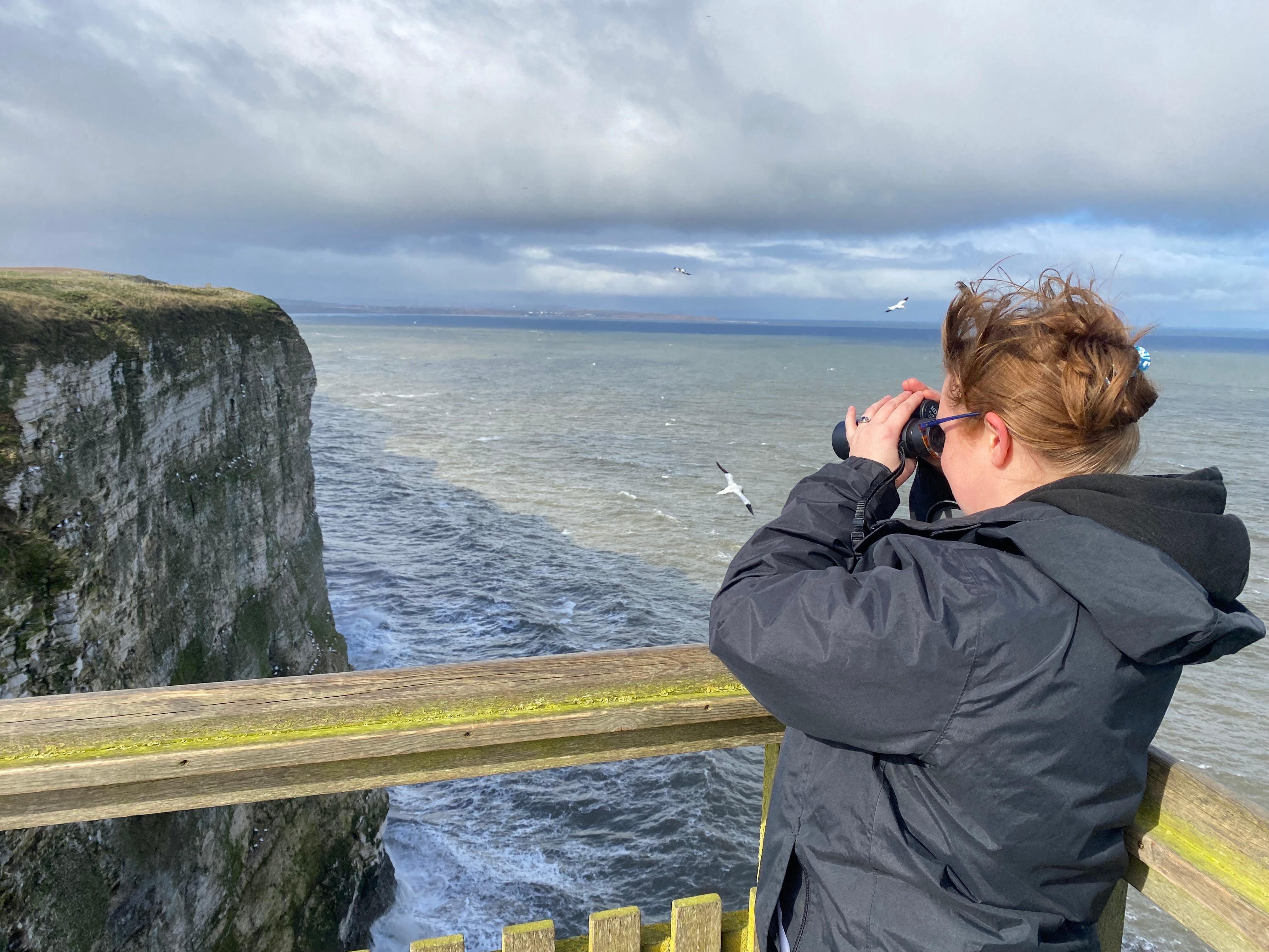 The team at RSPB Bempton Cliffs will take photographic evidence of the birds and keep records of what they see, while working alongside other organisations to establish the full impact.