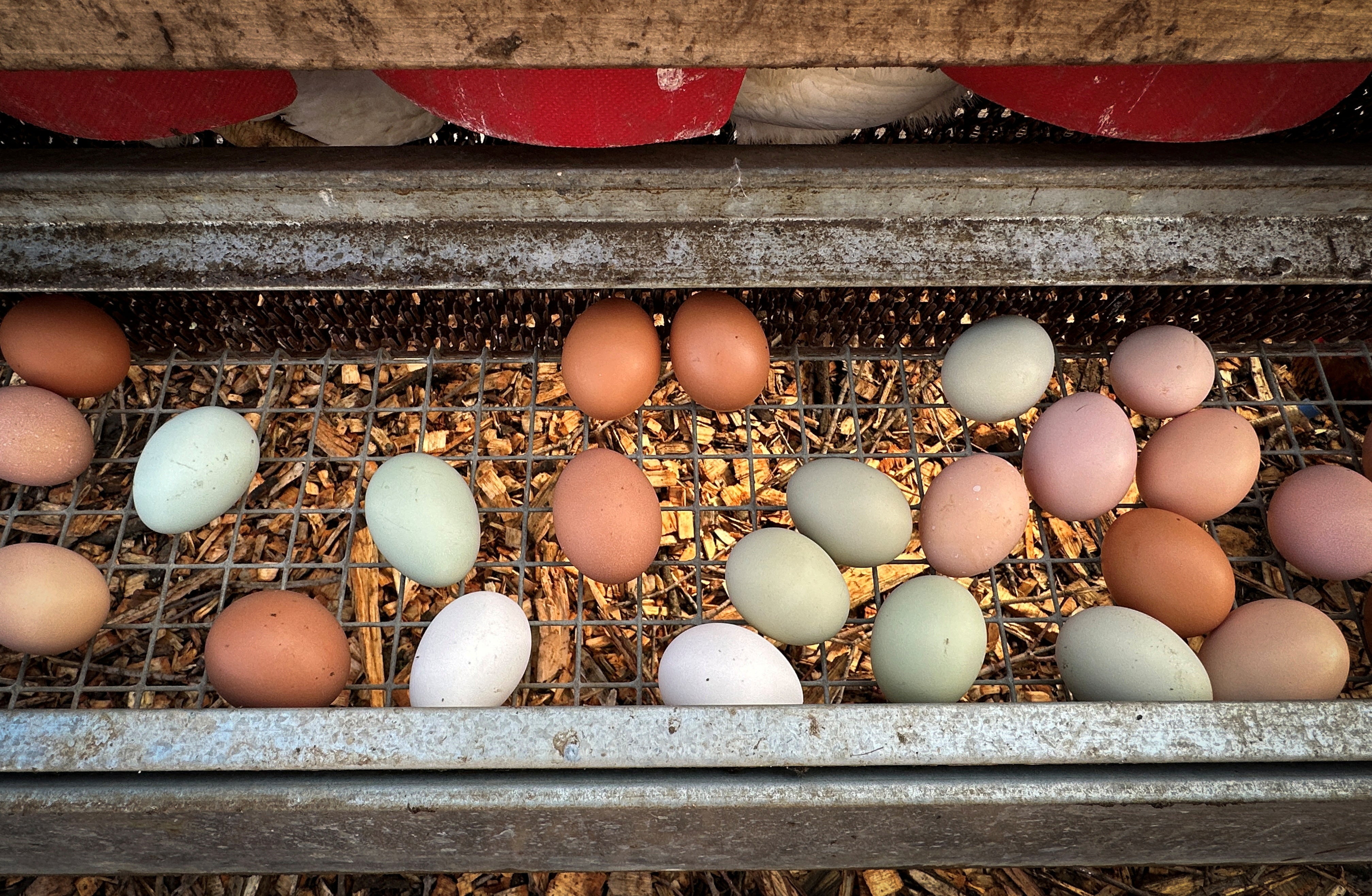 To date, the department has confirmed 40 outbreaks across nine states with officials maintaining that infection rates are slowing and are localized