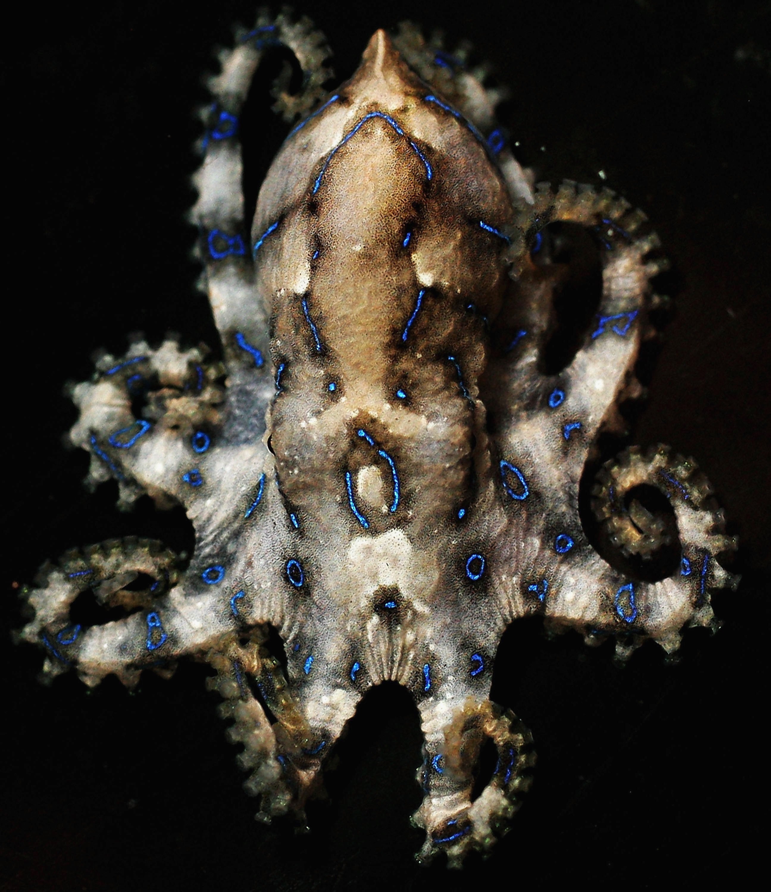 A Blue Ring Octopus is pictured at Oceanworld Aquarium, Sydney