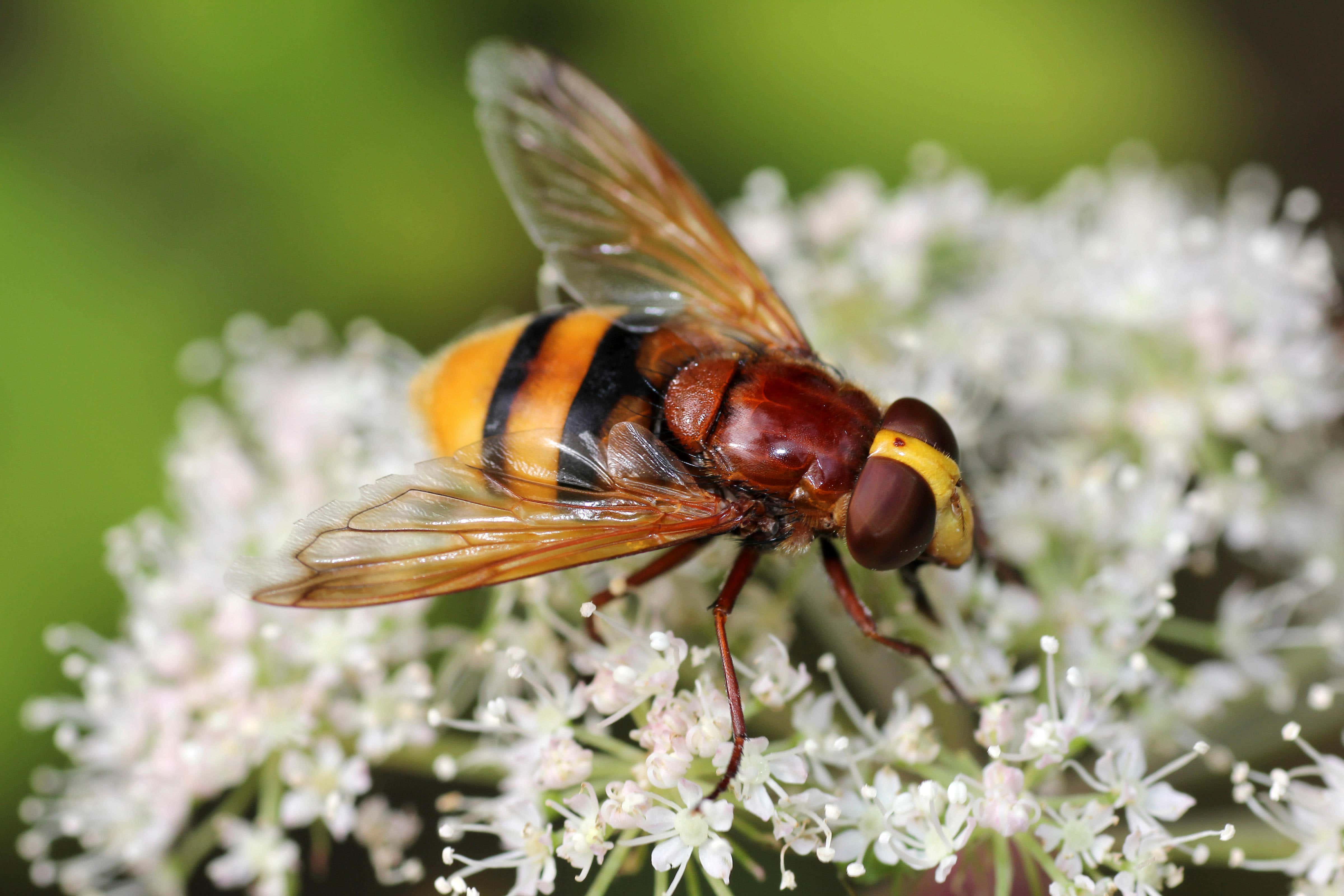 Simple ways gardeners can make room for hoverflies, whose survival is under threat (Alamy/PA)