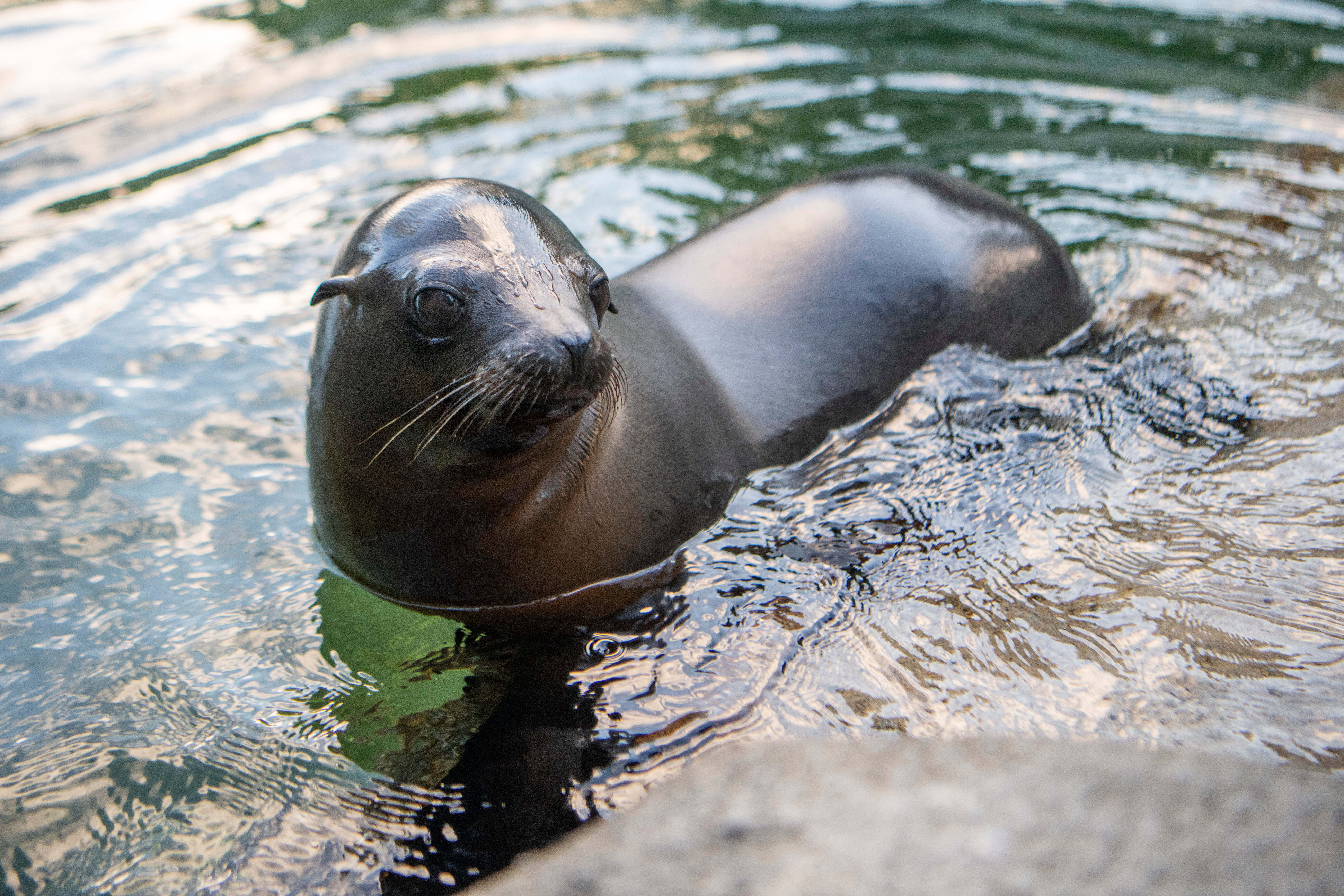 Sea Lion Acrobatics