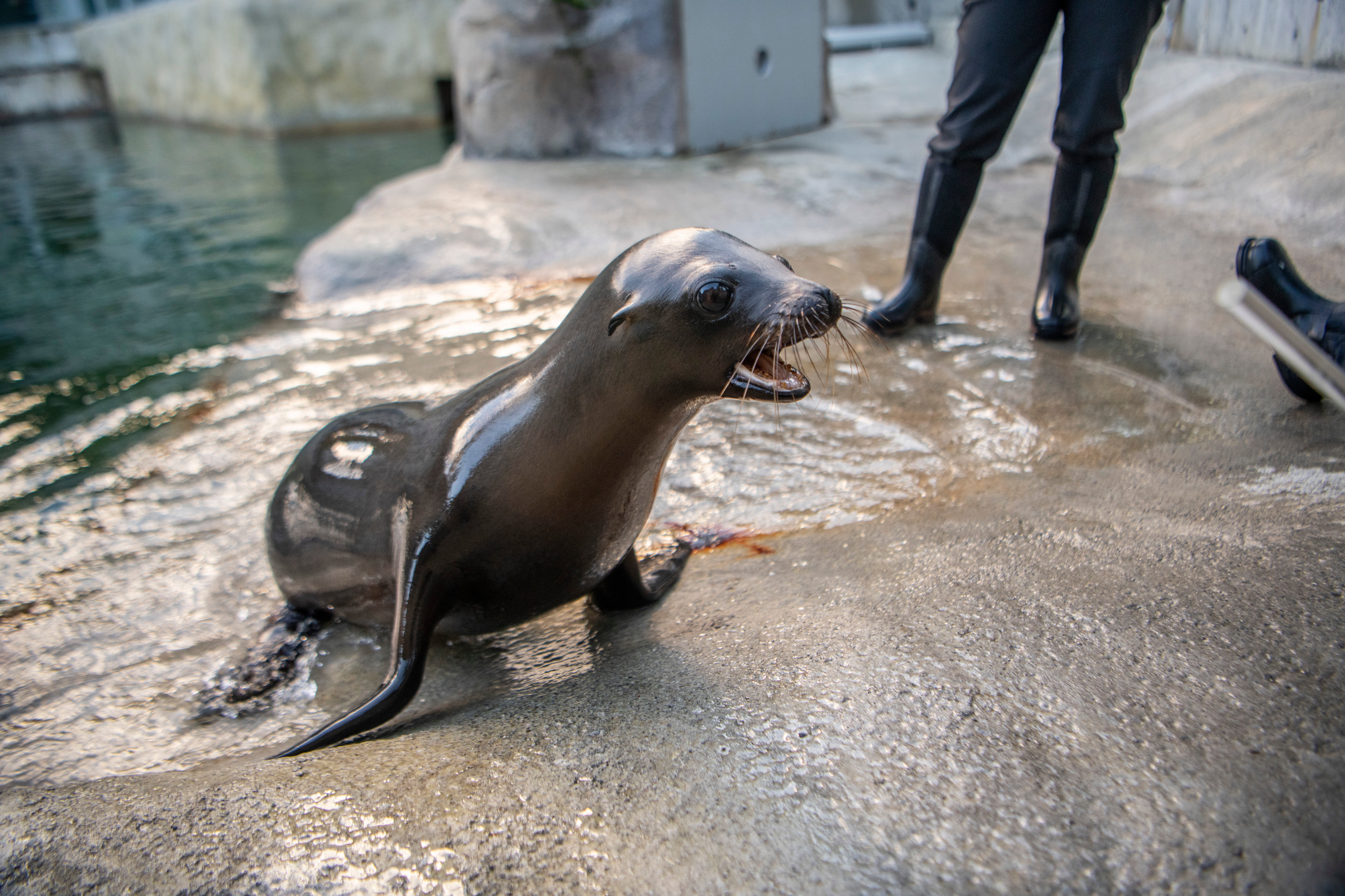 Sea Lion Acrobatics