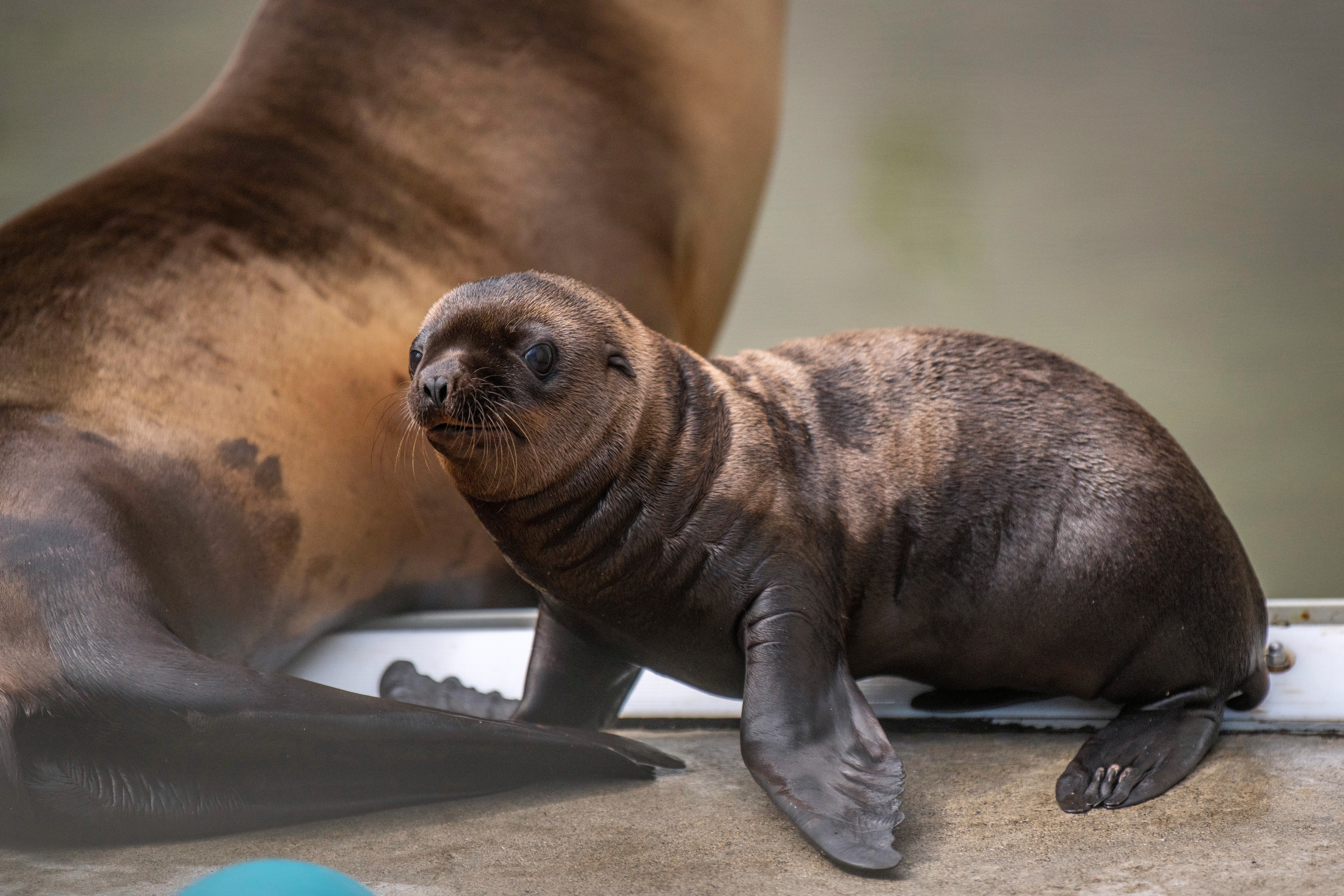Sea Lion Acrobatics
