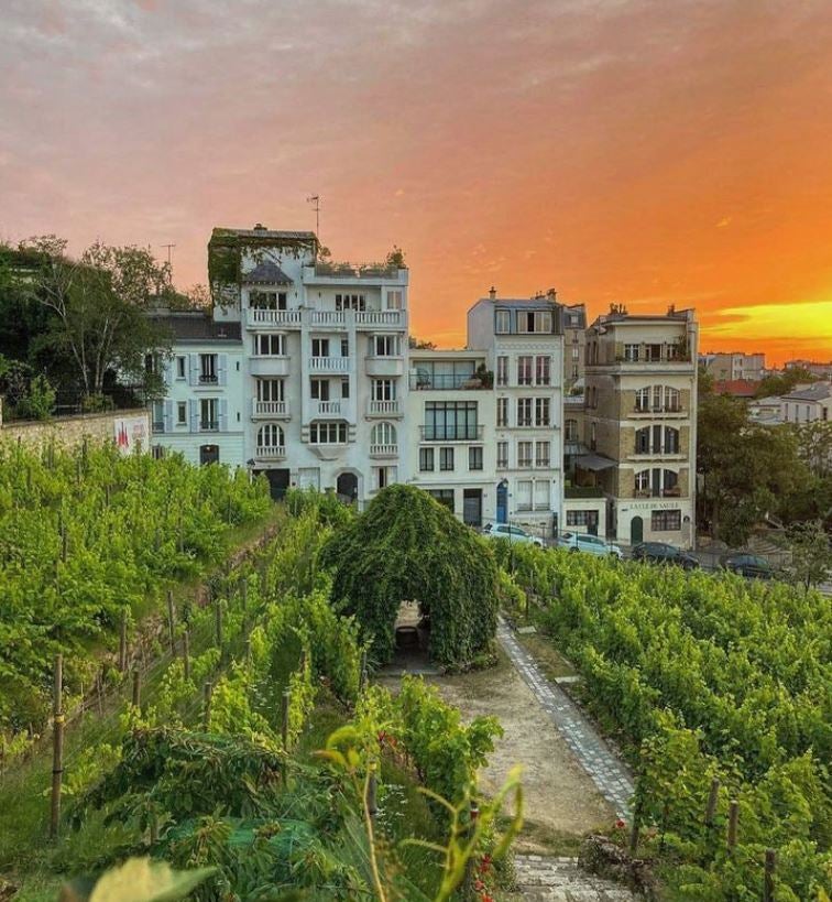 Le Clos Montmartre is a museum and a vineyard