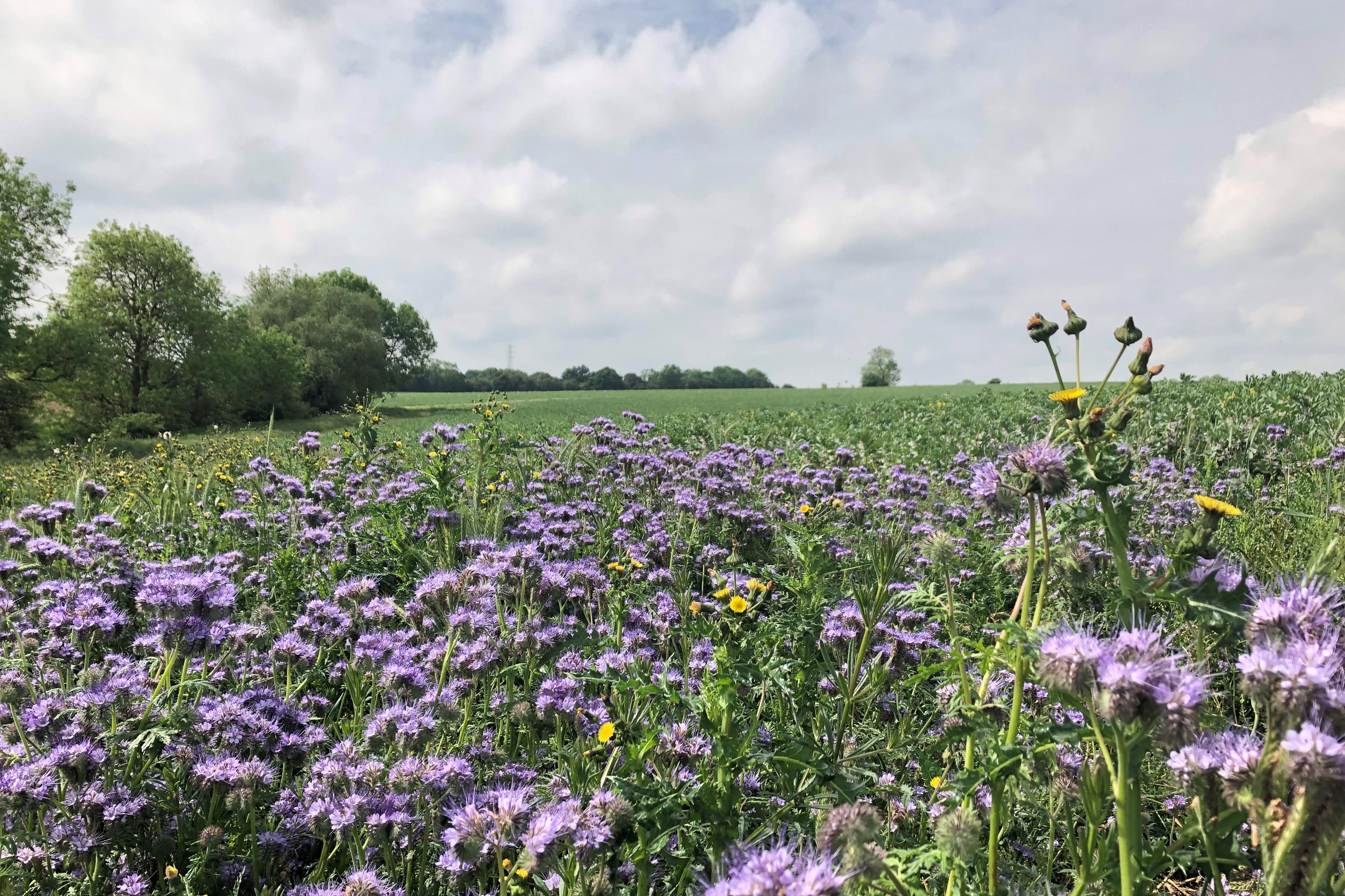 The SFI pays for measures such as wildflower strips in arable fields (Emily Beament/PA)