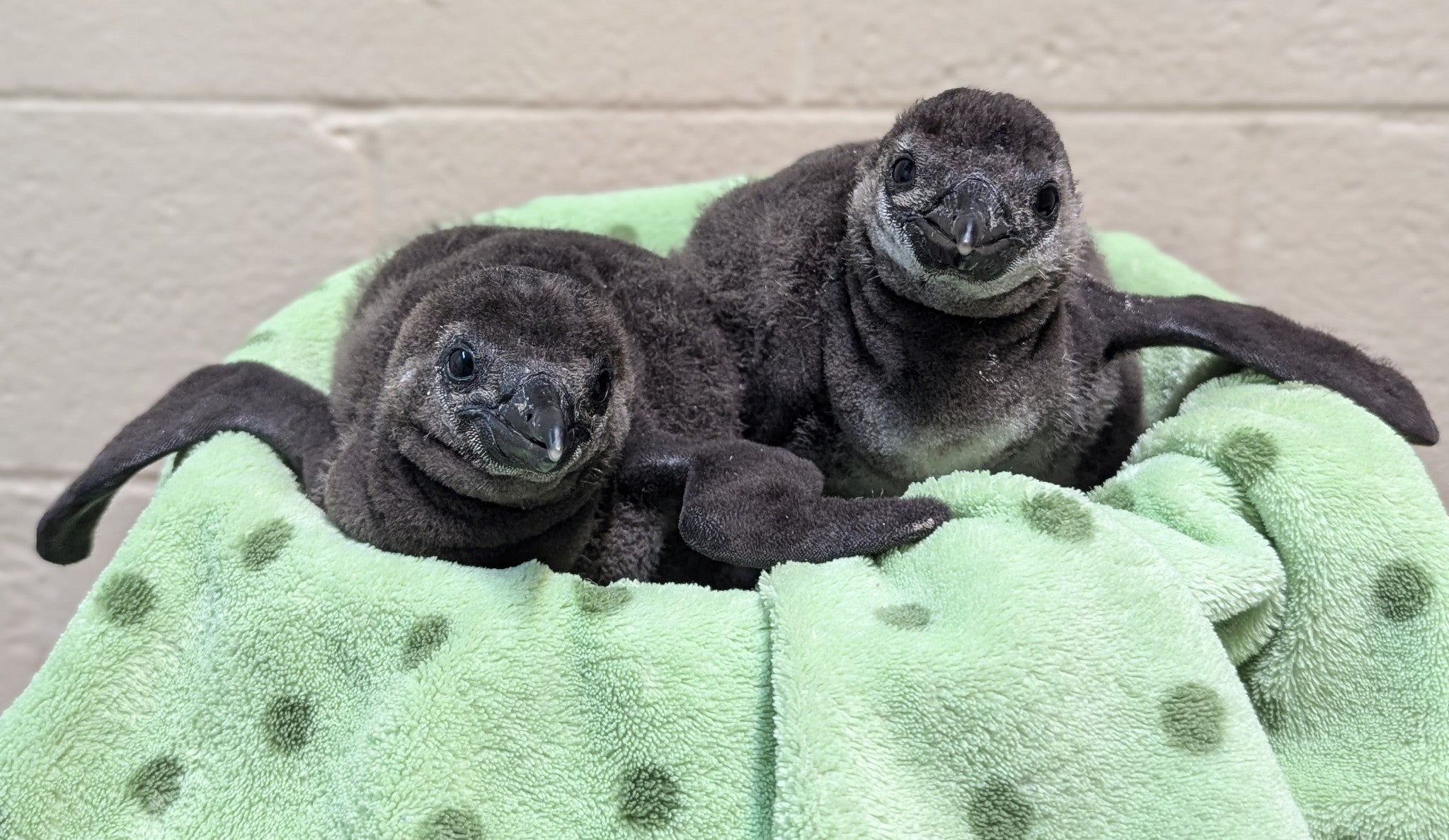 Michigan's Saginaw Children's Zoo announced the births of two critically endangered African penguins this week. The chicks were born at the end of last year