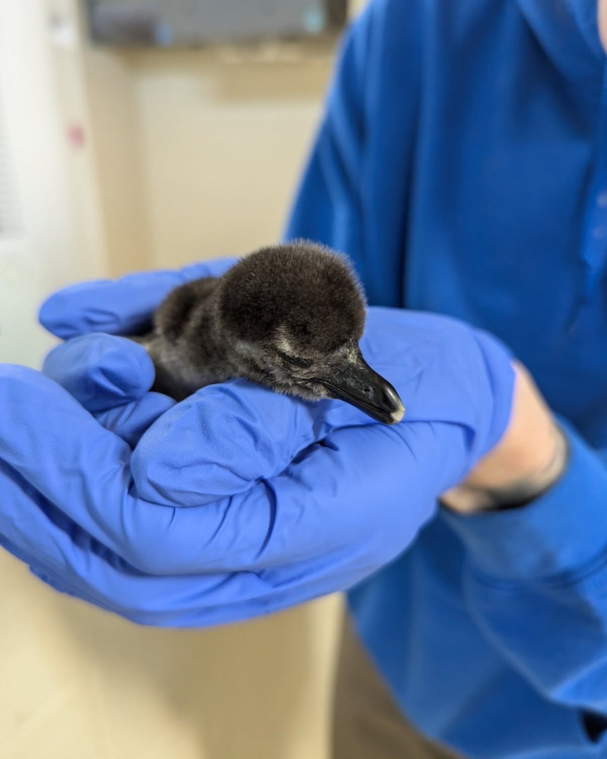 The penguin chicks have yet to be named. They could be called ‘Flip’ and ‘Flop’ or ‘Omelet’ and ‘Hamlet’