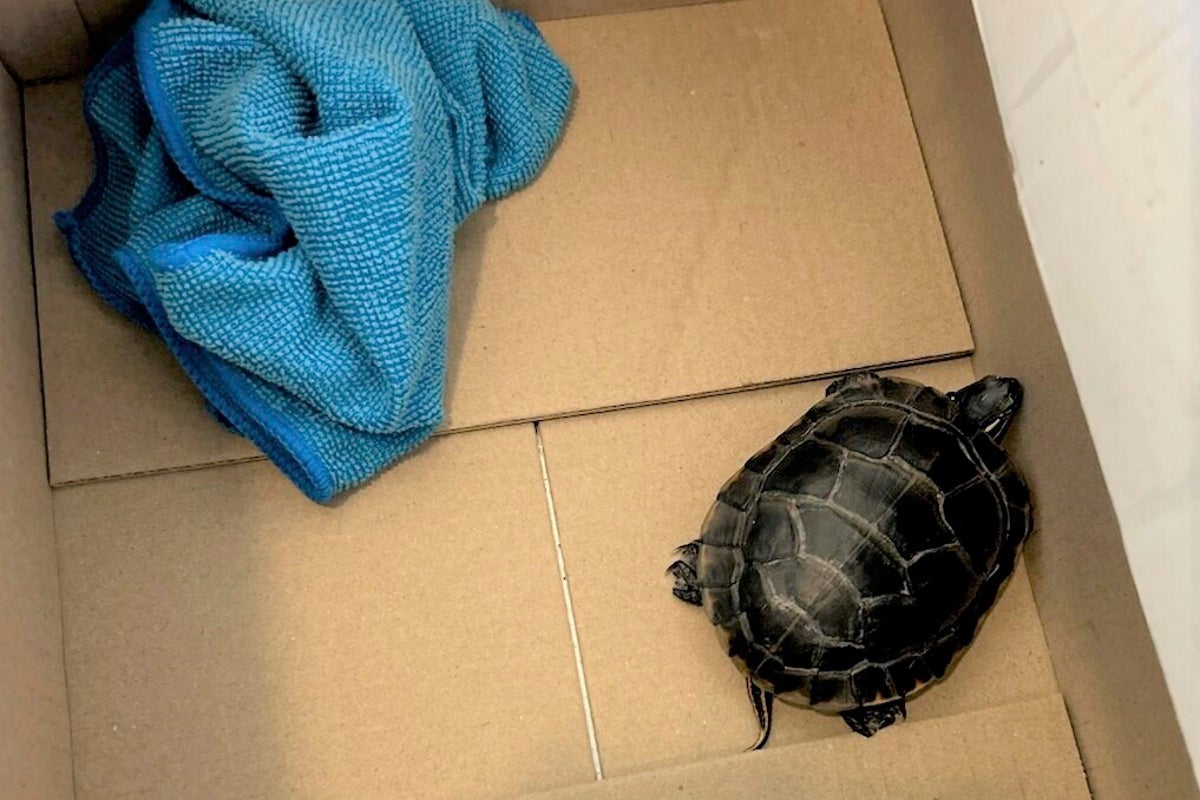 TSA Uncovers Turtle Smuggling Attempt at Newark Airport