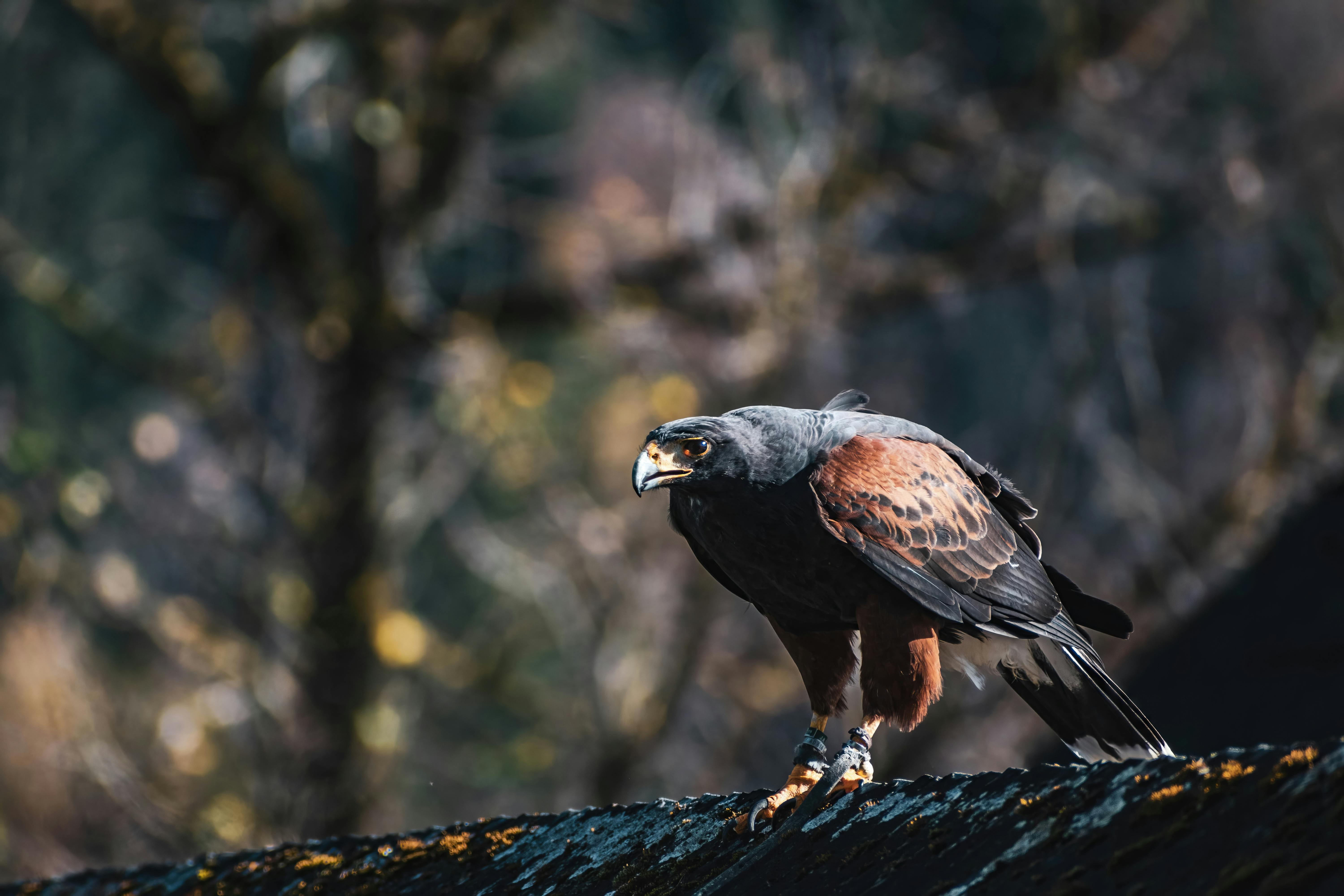 The Harris hawk has been terrorising men in a Hertfordshire village by attacking their heads