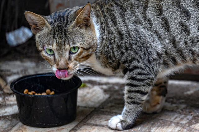 <p>Representational. Indian woman and friends kill cat over a superstitious belief</p>