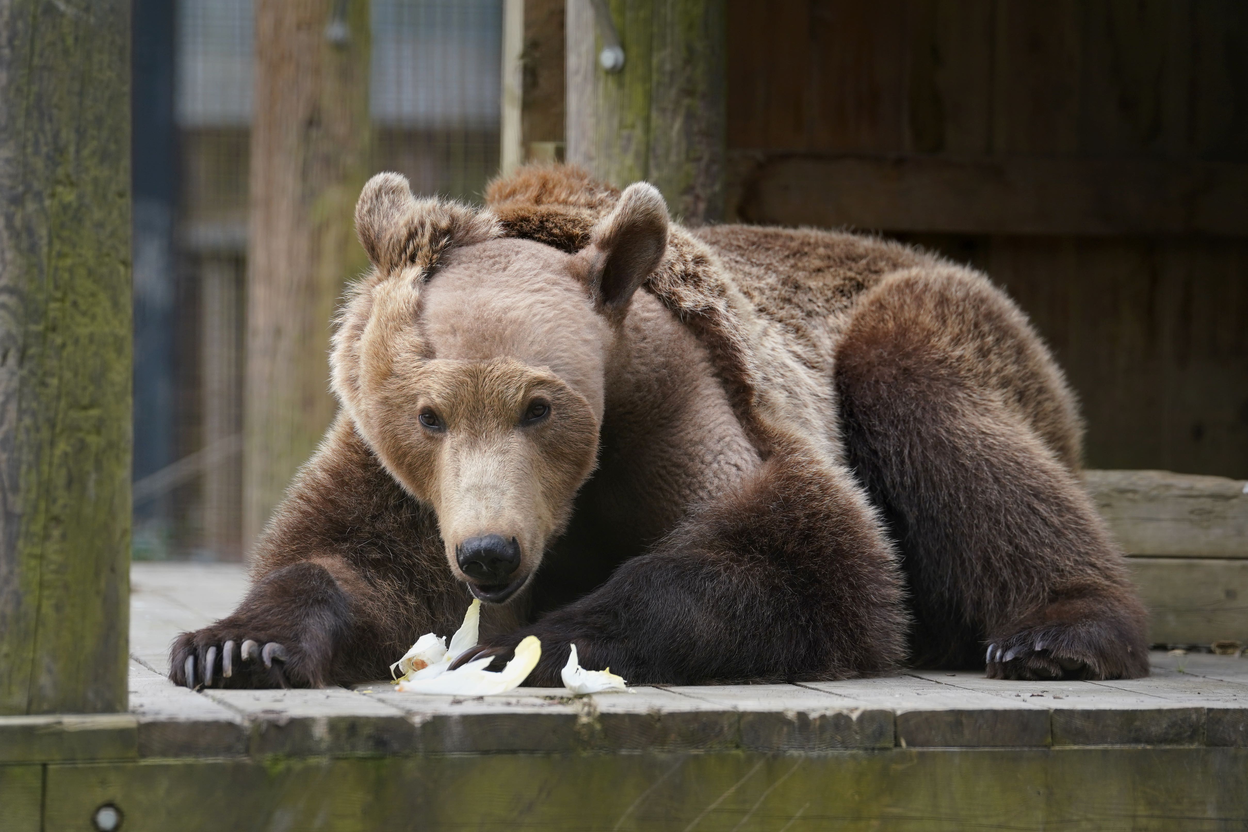 Three-year-old brown bear Boki after emerging from semi-hibernation