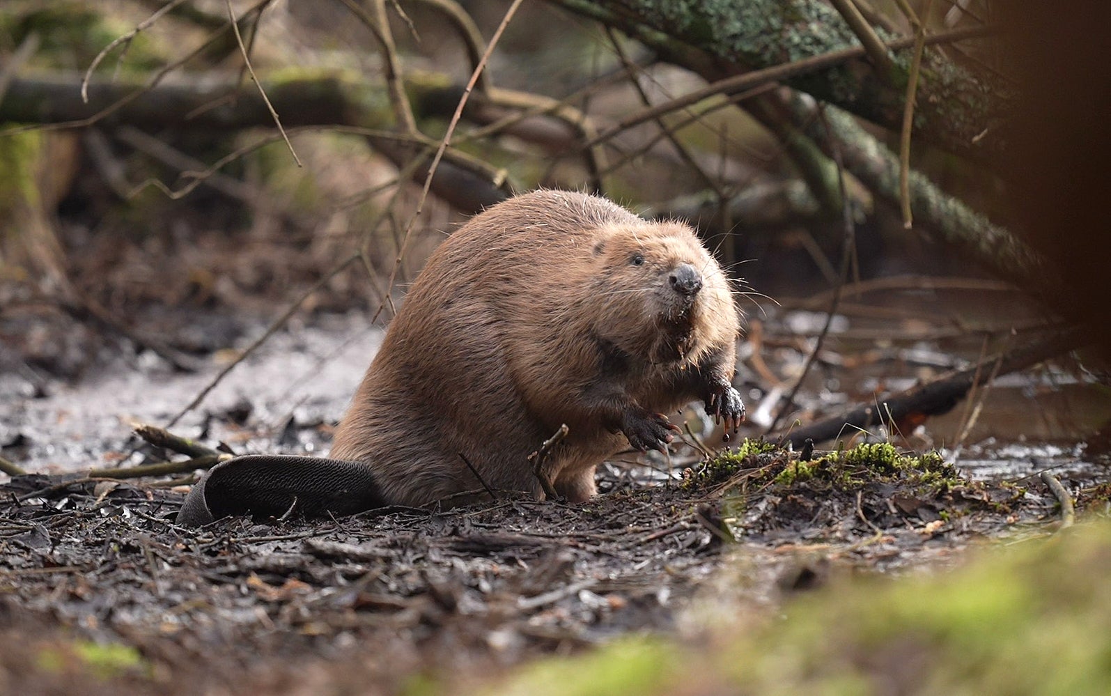 Beavers build dams that slow the flow of water