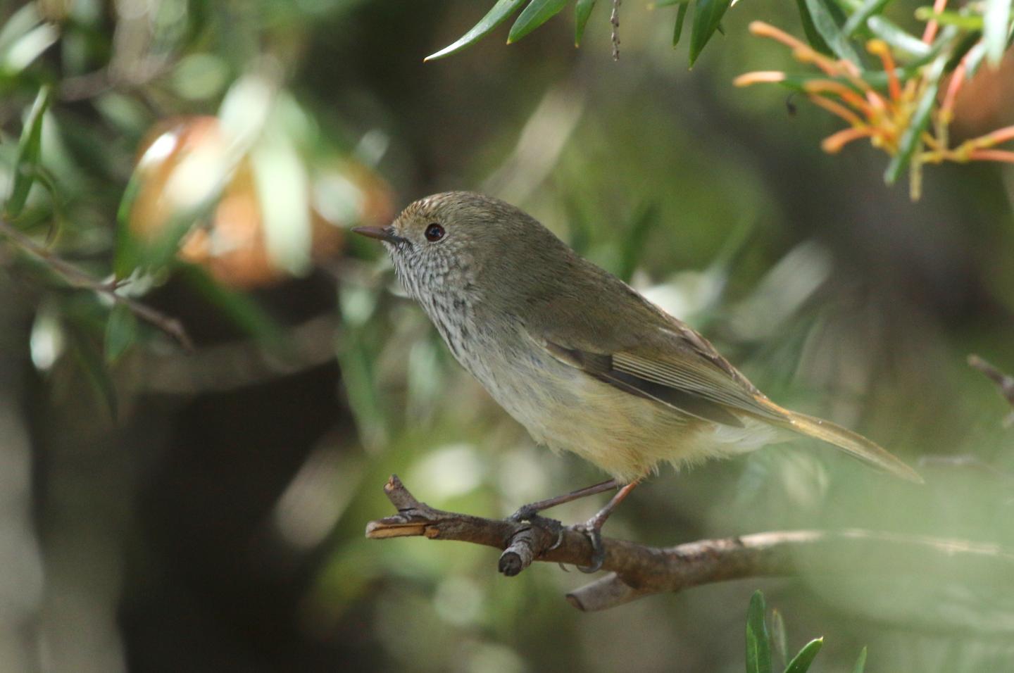 Brown thornbill