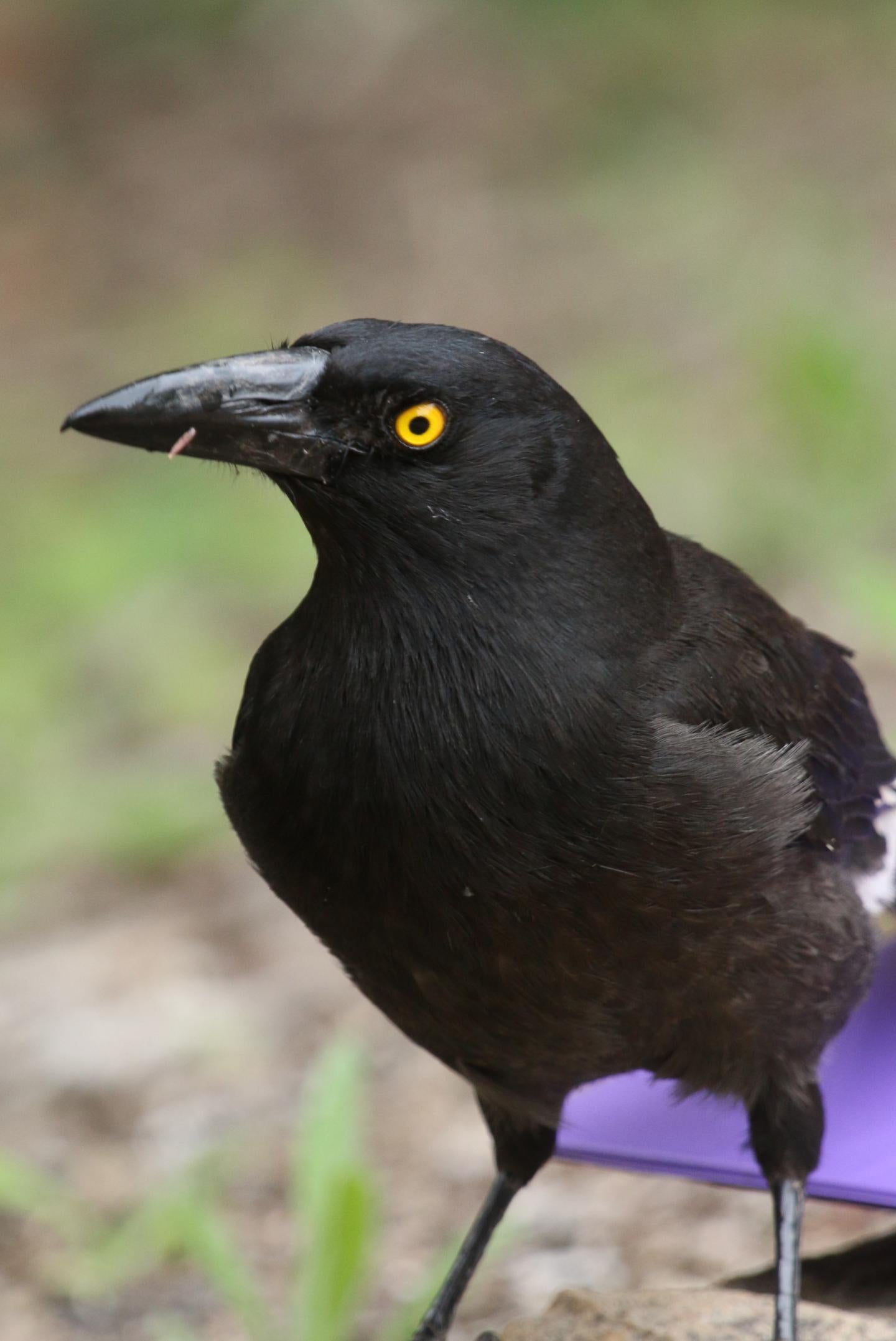 Pied currawong