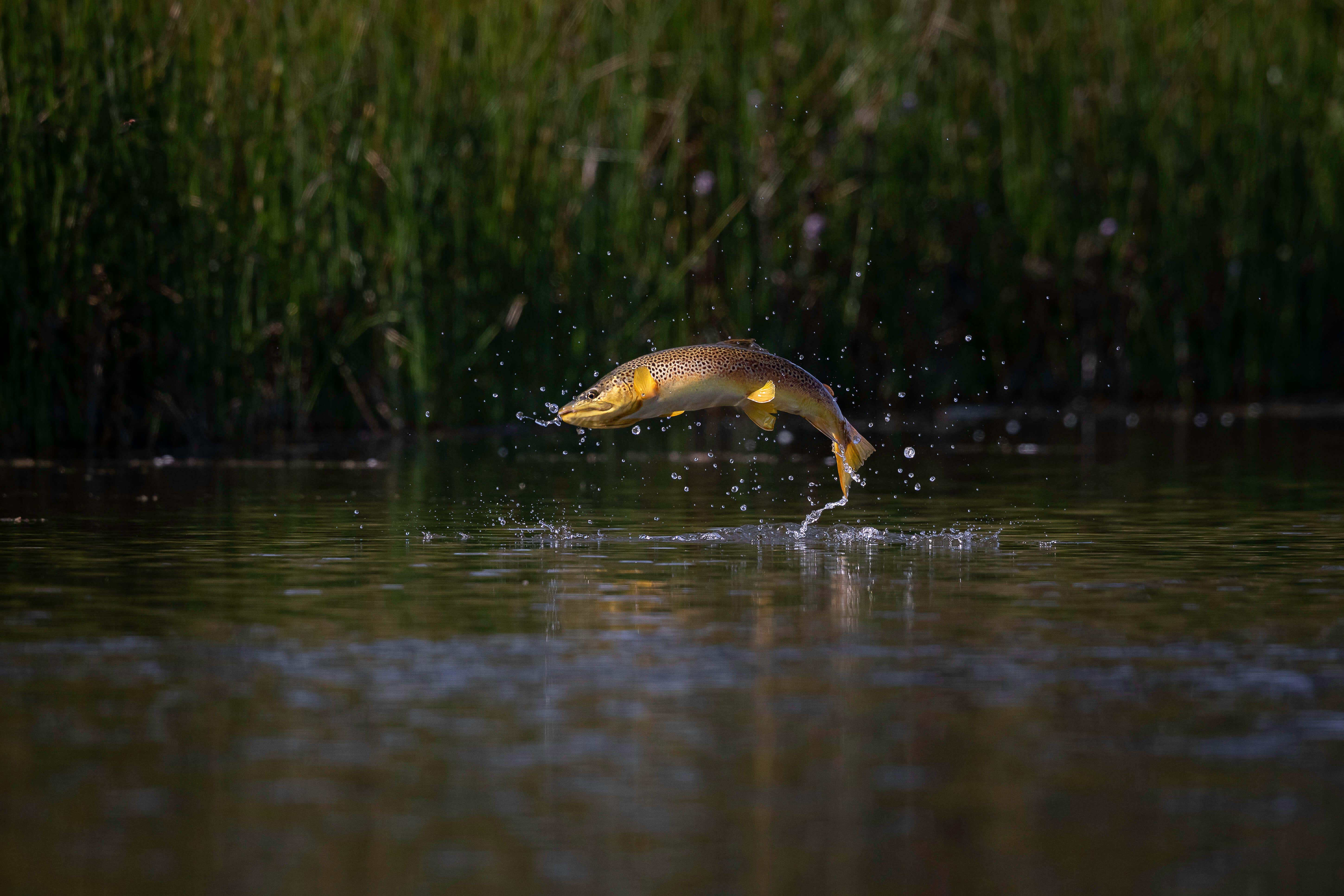 The research looked at how brown trout deal with beaver dams as they attempt to move upstream (Alamy/PA)
