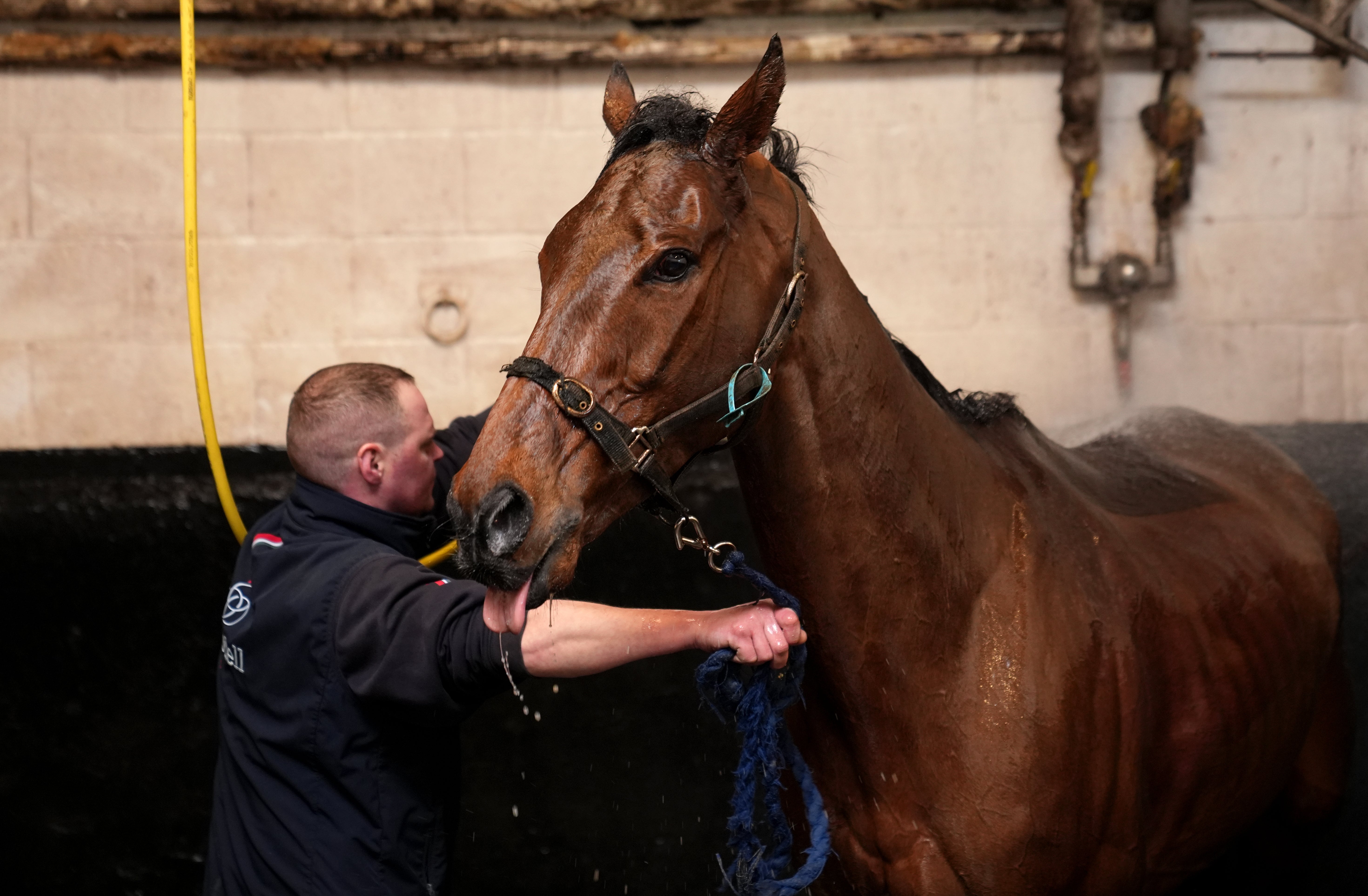 Cheltenham Festival criticised after horse dies on ‘lethal’ racecourse