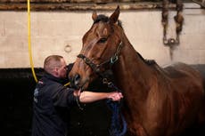 Cheltenham Festival criticised after horse dies on ‘lethal’ racecourse