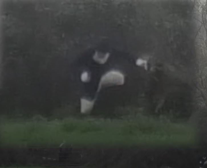 A rider was caught on film allegedly stamping on a saboteur drone to destroy evidence