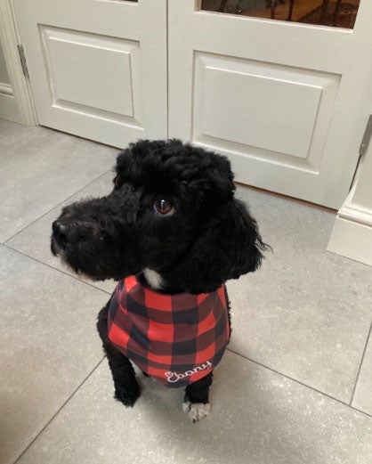 Harry Eyres' dog Ebony