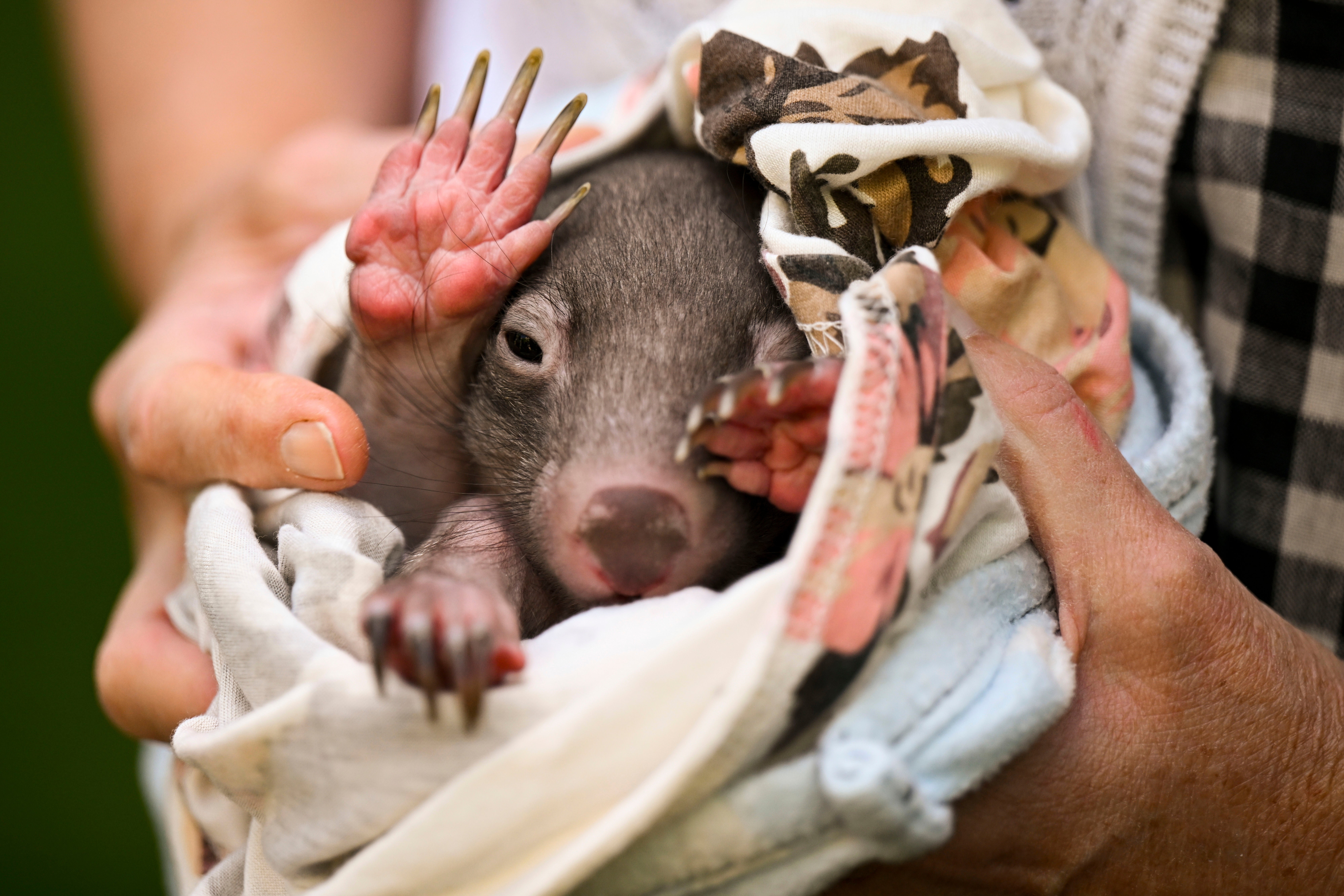 Australia Wombat