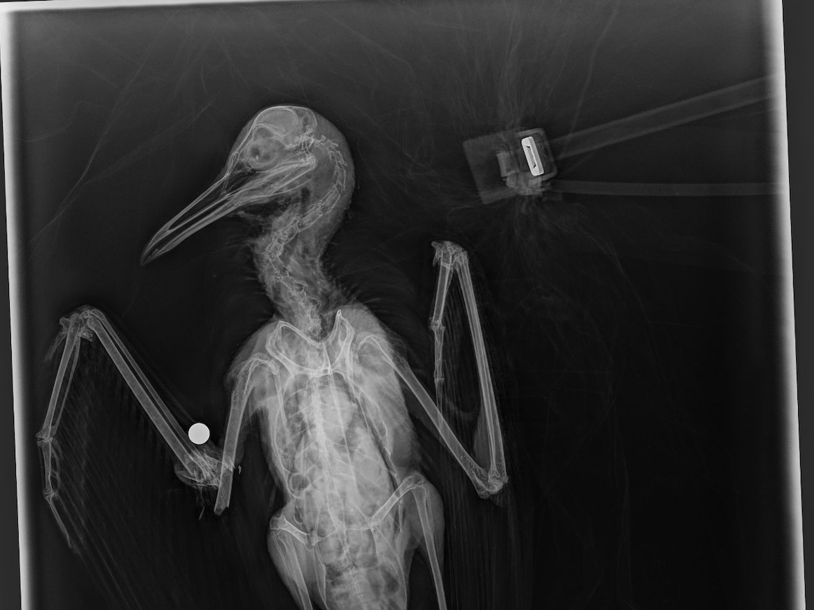 ‘It is unspeakably cruel and totally unacceptable to shoot animals for fun like this’