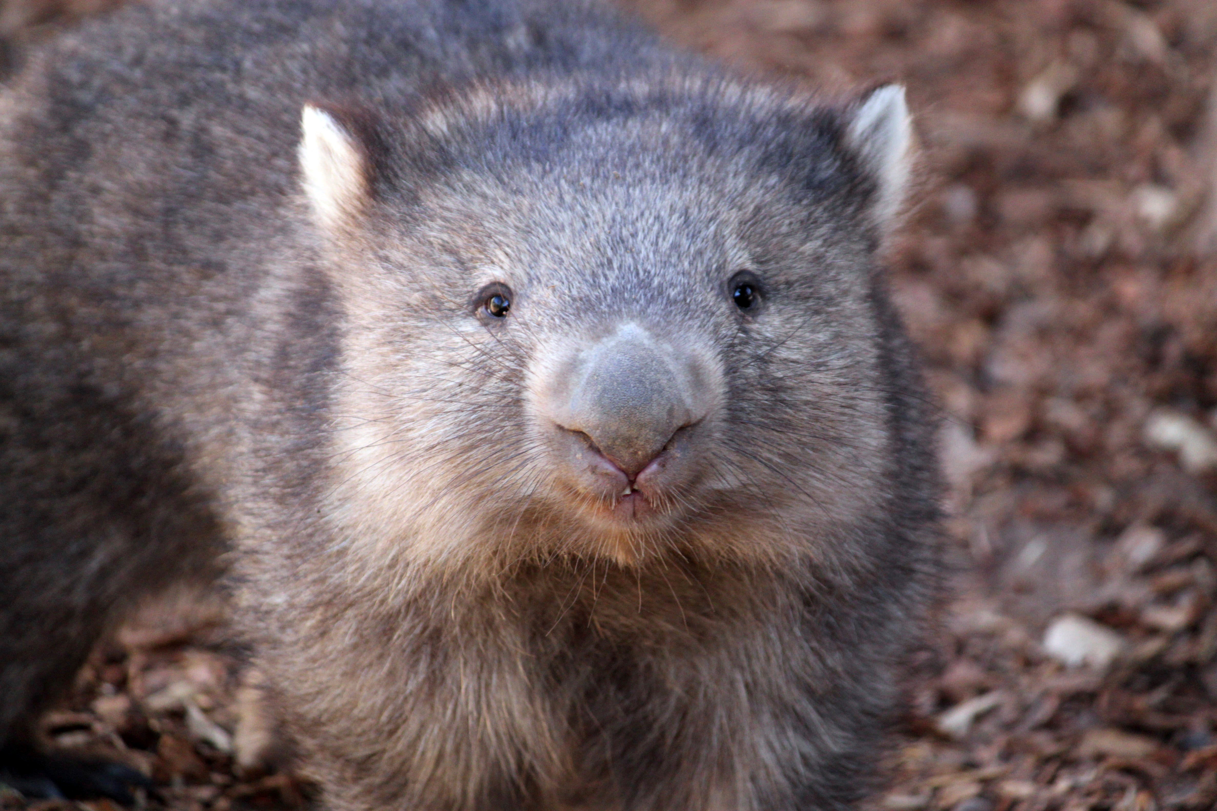 Wombats
