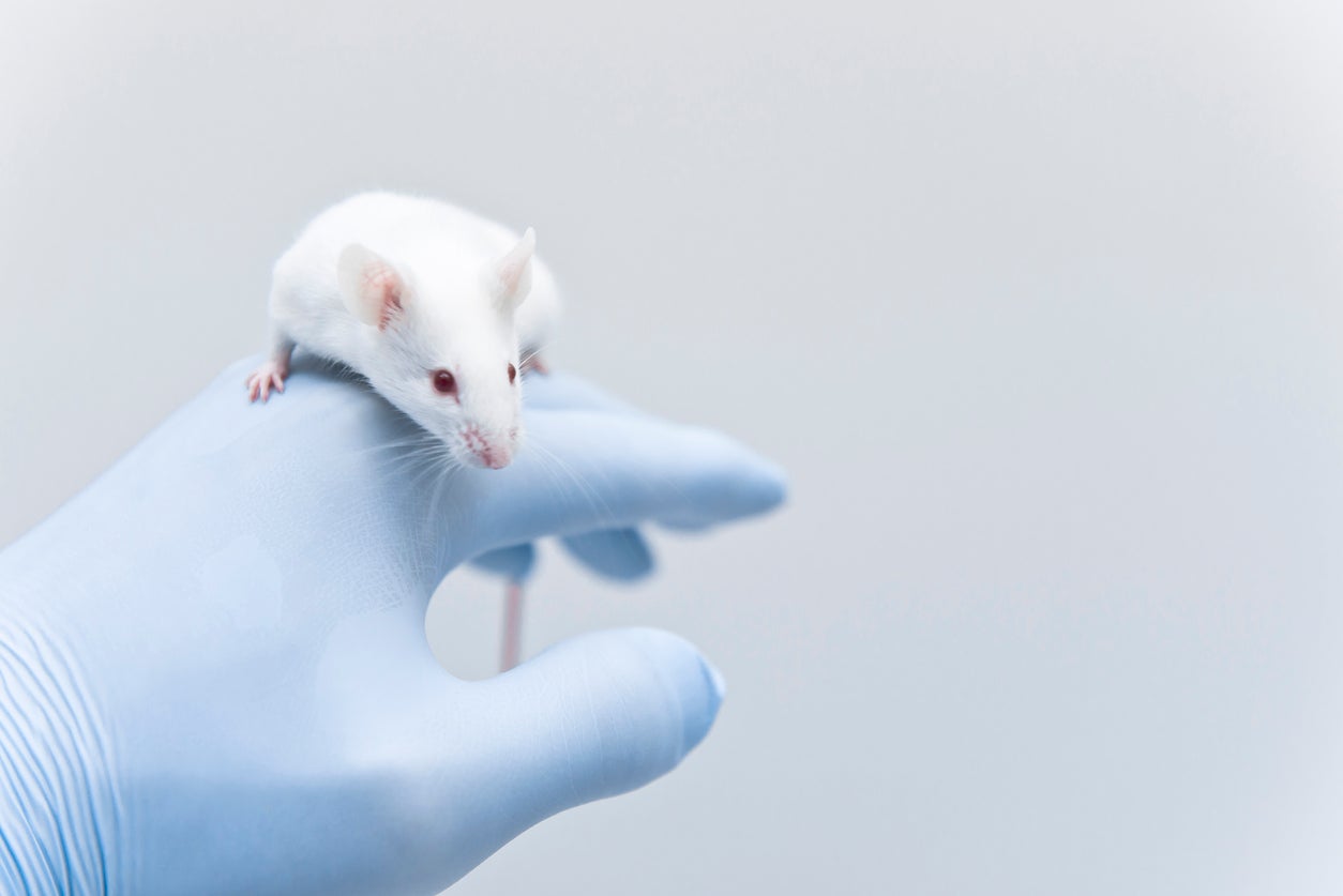 The study showed up to 88 per cent of the vaccinated mice remained tumour-free, depending on the type of cancer
