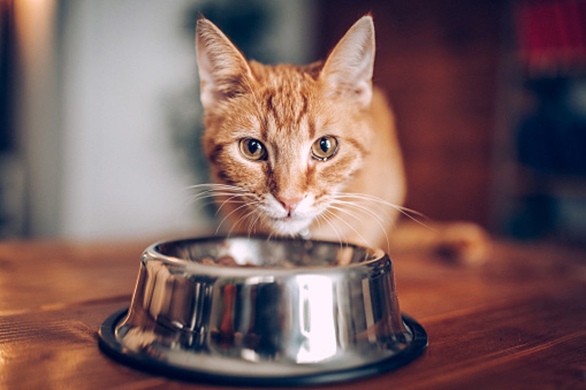 Another cat food brand recalled due to possible bird flu contamination Another cat food brand recalled due to possible bird flu contamination