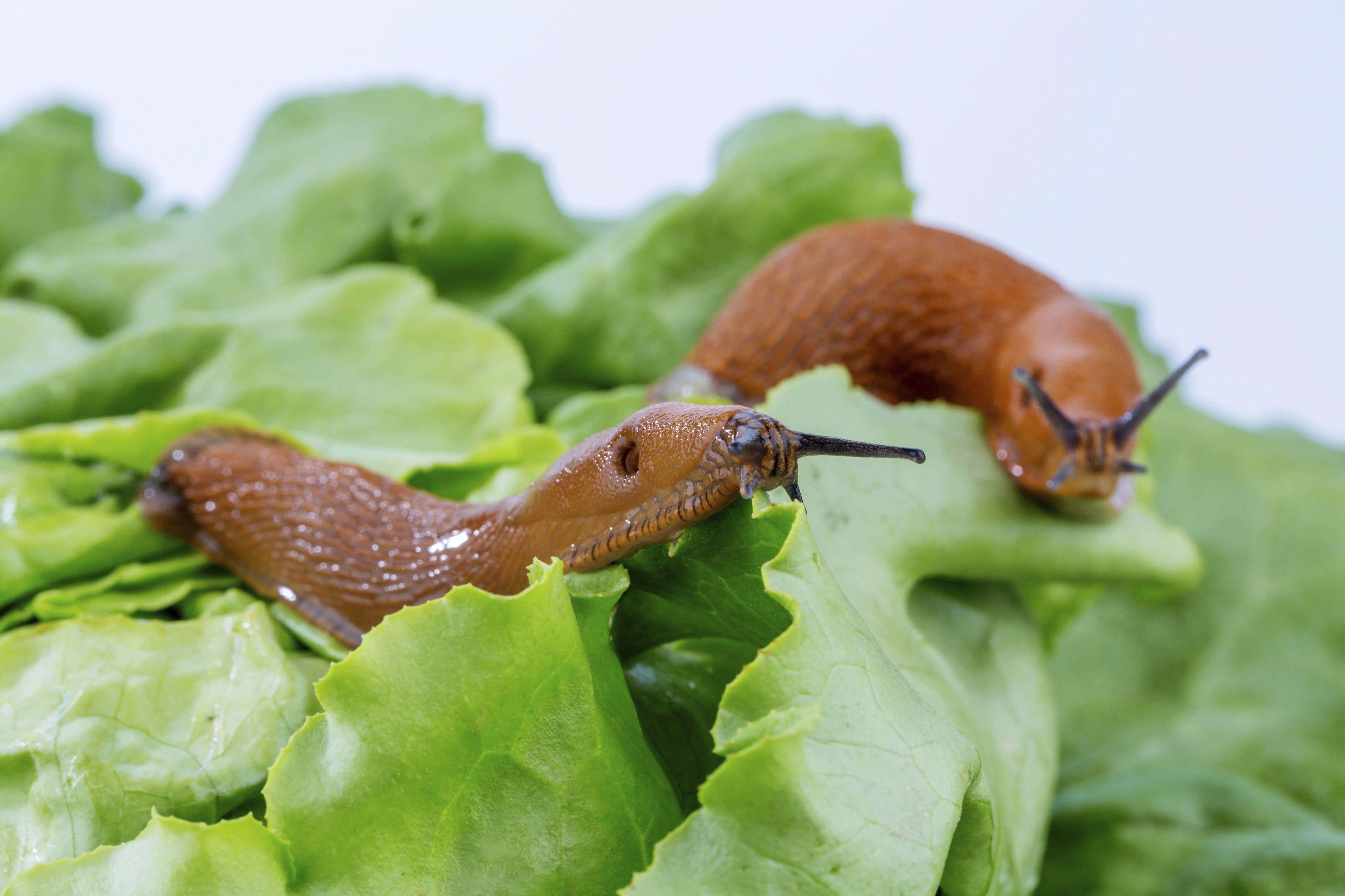 2S29AJ6 A slug in the garden eats a lettuce leaf. Snail plague in the garden Austria