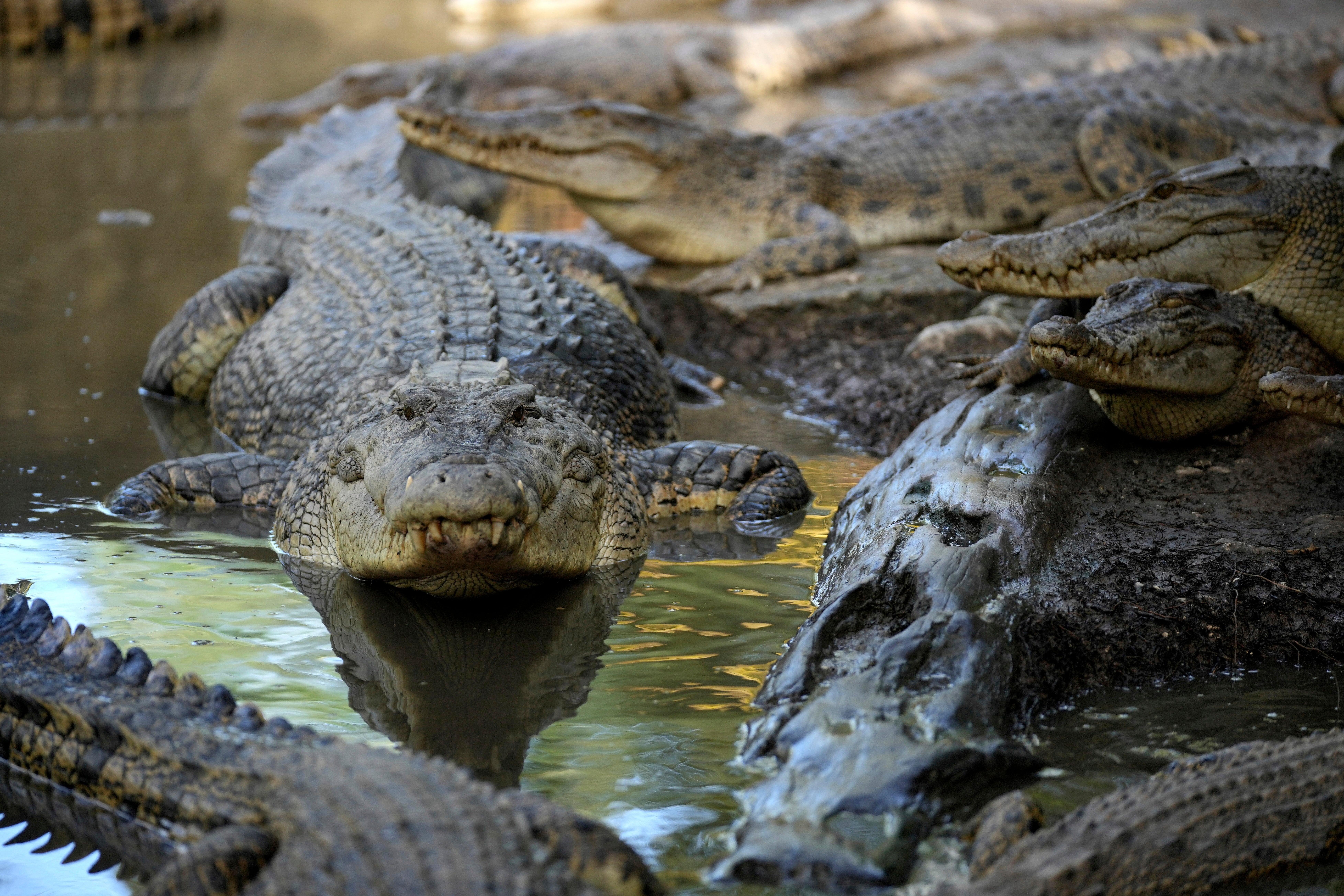 File: A crocodile nicknamed Karossa, after the name of a village it was captured from following the fatal attack of a man, rests with others inside an enclosure in Budong-Budong, West Sulawesi Island, Indonesia