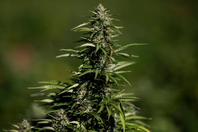 <p>Representational image: The Japanese national were caught upon arrival from Bangkok</p>