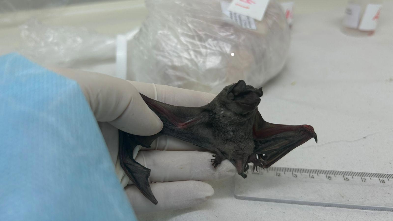 Insect-eating bat in which novel coronavirus was found in South America, closely related to Mers virus