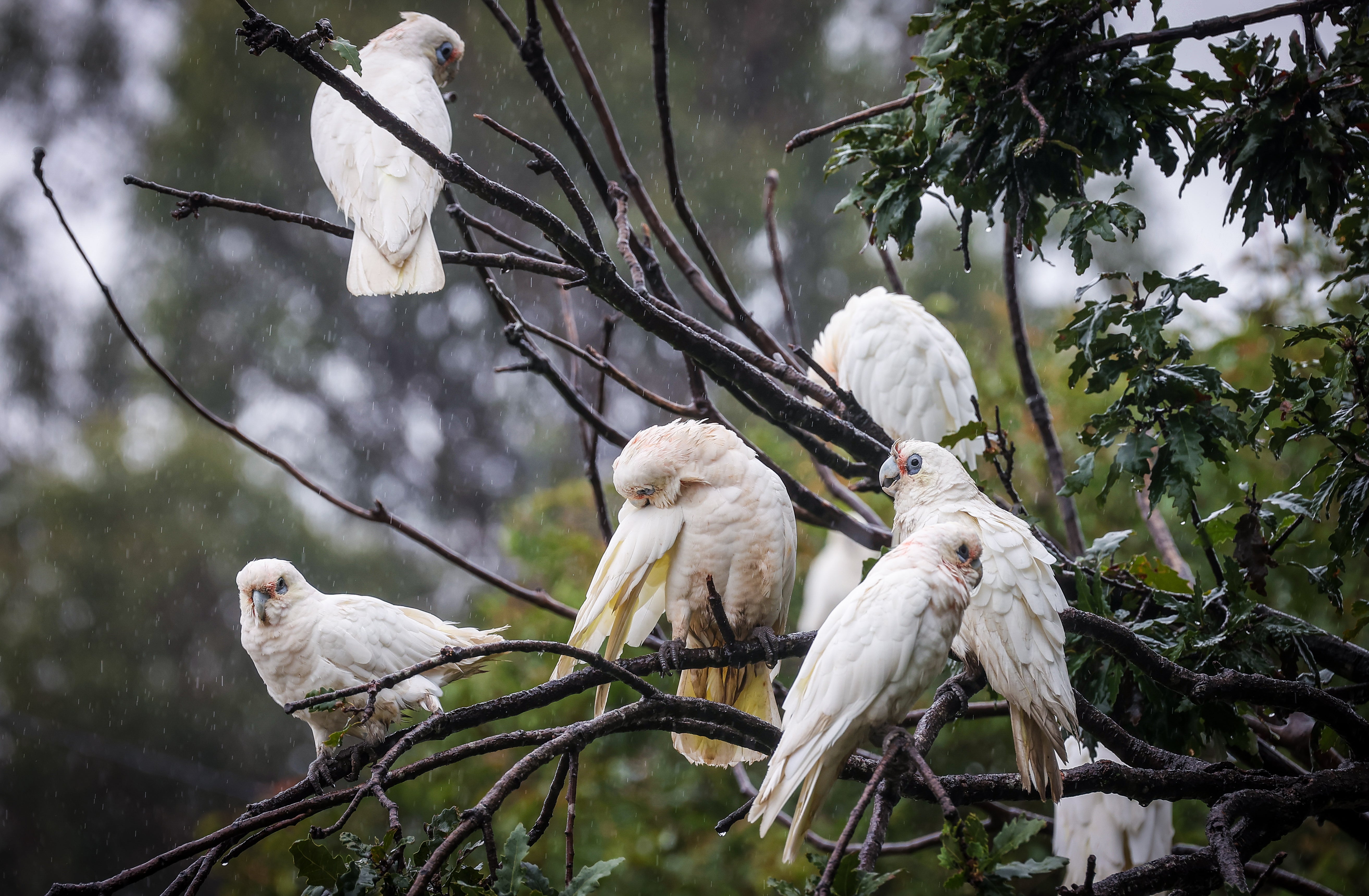 Corellas belong to the cockatoo family and are native to Australia